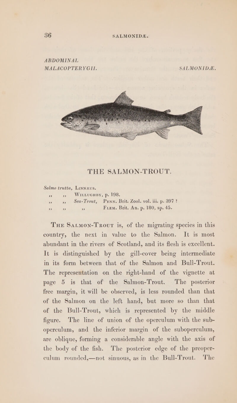 ABDOMINAL MALACOPTERYGII. SALMONIDE. Salmo trutta, Linnmus. rs : WitiucHesy, p. 198. bs », Sea-Trout, Prwnn. Brit. Zool. vol. 11. p. 397 ? - is a Fem. Brit. An. p. 180, sp. 45. THe Sarmon-Troovt is, of the migrating species in this country, the next in value to the Salmon. It is most abundant in the rivers of Scotland, and its flesh is excellent. It is distinguished by the gill-cover being intermediate in its form between that of the Salmon and Bull-Tyrout. The representation on the right-hand of the vignette at page 5 is that of the Salmon-Trout. The posterior free margin, it will be observed, is less rounded than that of the Salmon on the left hand, but more so than that of the Bull-Trout, which is represented by the middle figure. The line of union of the operculum with the sub- operculum, and the inferior margin of the suboperculum, are oblique, forming a considerable angle with the axis of the body of the fish. ‘The posterior edge of the preoper- culum rounded,—not sinuous, as in the Bull-Trout. The