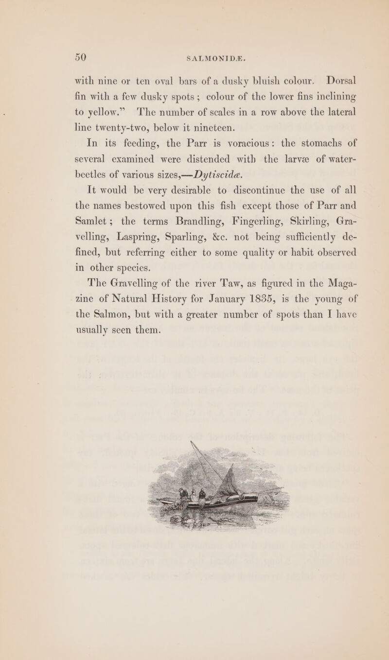 with nine or ten oval bars of a dusky bluish colour. Dorsal fin with a few dusky spots; colour of the lower fins inclining to yellow.” ‘The number of scales in a row above the lateral line twenty-two, below it nineteen. In its feeding, the Parr is voracious: the stomachs of several examined were distended with the larvee of water- beetles of various sizes,—Dytiscide. It would be very desirable to discontinue the use of all the names bestowed upon this fish except those of Parr and Samlet; the terms Brandling, Fingerling, Skirling, Gra- velling, Laspring, Sparling, &amp;c. not being sufficiently de- fined, but referring either to some quality or habit observed in other species. The Gravelling of the river Taw, as figured in the Maga- zine of Natural History for January 1835, is the young of the Salmon, but with a greater number of spots than I have usually seen them.