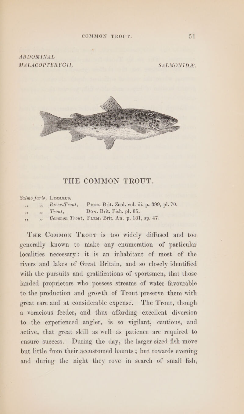 ABDOMINAL MALACOPTERYGII. SALMONIDE. Salmo fario, Linnxus. be 5» River-Trout, Penn. Brit. Zool. vol. iii. p. 399, pl. 70. es i Le LrOut, Don. Brit. Fish. pl. 85. 3 5, Common Trout, Fiem. Brit. An. p. 181, sp. 47. Tur Common Trovrt is too widely diffused and too generally known to make any enumeration of particular localities necessary: it is an inhabitant of most of the rivers and lakes of Great Britain, and so closely identified with the pursuits and gratifications of sportsmen, that those landed proprietors who possess streams of water favourable to the production and growth of ‘Trout preserve them with great care and at considerable expense. ‘The Trout, though a voracious feeder, and thus affording excellent diversion to the experienced angler, is so vigilant, cautious, and active, that great skill as well as patience are required to ensure success. During the day, the larger sized fish move but little from their accustomed haunts ; but towards evening and during the night they rove in search of smail fish,