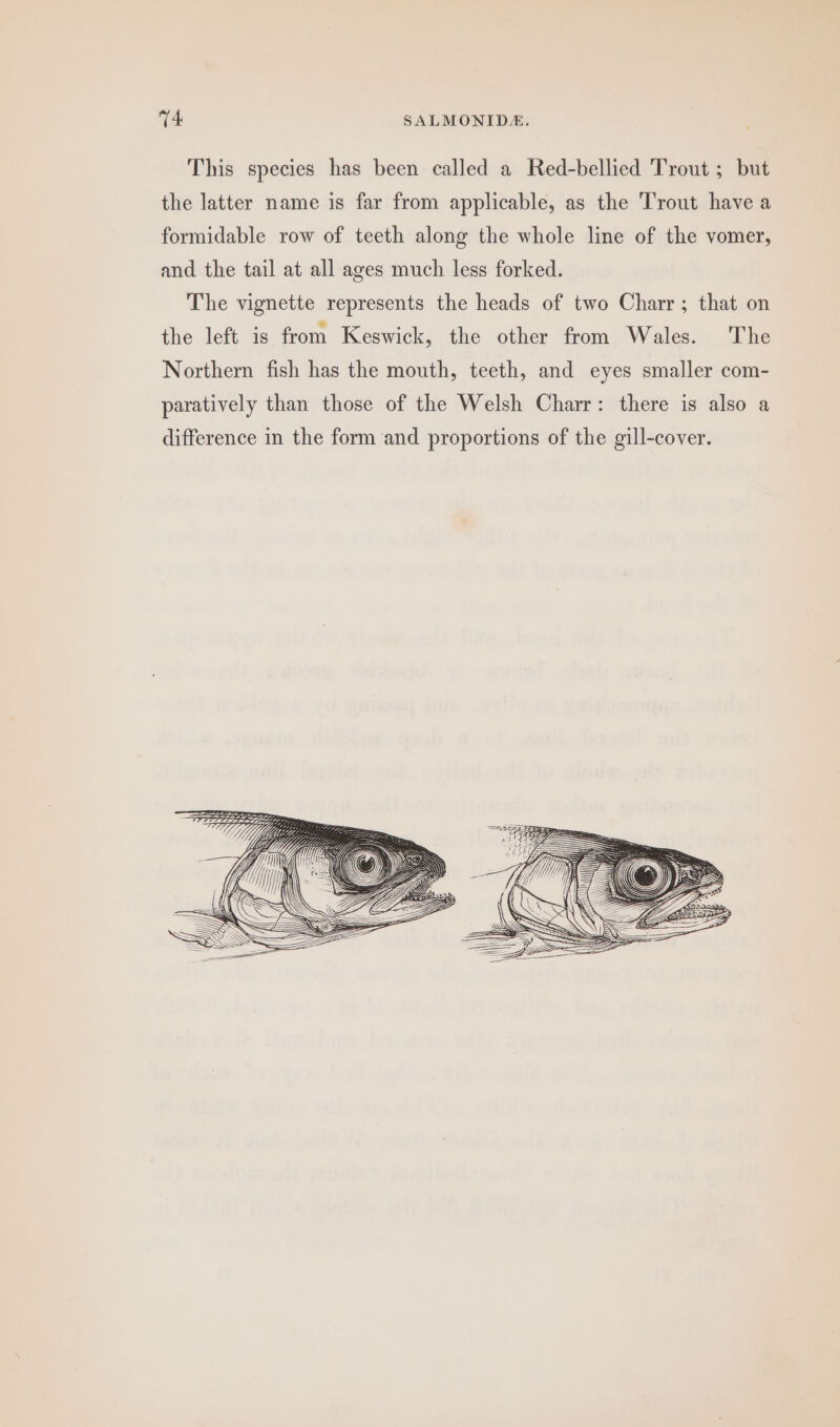 This species has been called a Red-bellied Trout ; but the latter name is far from applicable, as the Trout have a formidable row of teeth along the whole line of the vomer,
