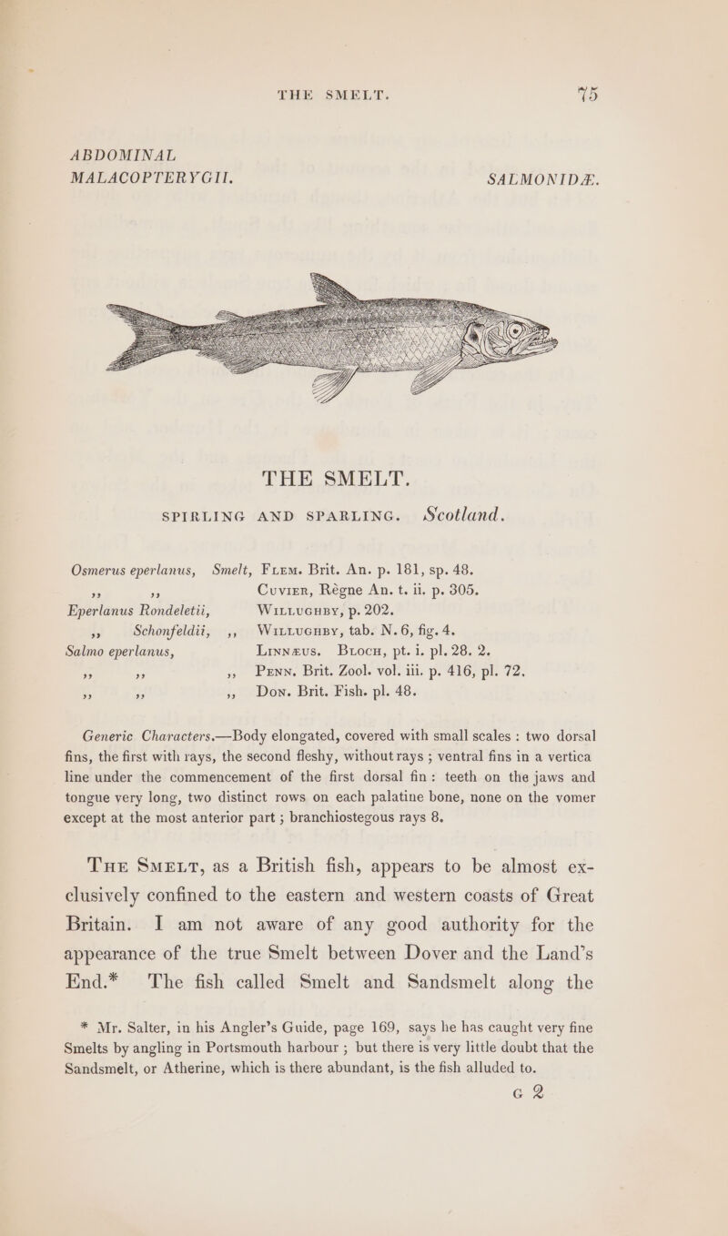 ABDOMINAL MALACOPTERYGII. SALMONIDE. Osmerus eperlanus, Smelt, Frem. Brit. An. p. 181, sp. 48. Cuvier, Régne An. t. ii. p. 305. 2? +3 Eperlanus Rondeletii, WILLUGHBY, p. 202. A Schonfeldiit, ,, WuittucHsy, tab. N.6, fig. 4. Salmo eperlanus, Linnavus. Btocu, pt. i. pl. 28. 2. Penn. Brit. Zool. vol. iil. p. 416, pl. 72. Don. Brit. Fish. pl. 48. Generic Characters.—Body elongated, covered with small scales : two dorsal fins, the first with rays, the second fleshy, without rays ; ventral fins in a vertica line under the commencement of the first dorsal fin: teeth on the jaws and tongue very long, two distinct rows on each palatine bone, none on the vomer except at the most anterior part ; branchiostegous rays 8. THE SMELT, as a British fish, appears to be almost ex- clusively confined to the eastern and western coasts of Great Britain. I am not aware of any good authority for the appearance of the true Smelt between Dover and the Land’s End.* The fish called Smelt and Sandsmelt along the * Mr. Salter, in his Angler’s Guide, page 169, says he has caught very fine Smelts by angling in Portsmouth harbour ; but there is very little doubt that the Sandsmelt, or Atherine, which is there abundant, is the fish alluded to. e.g