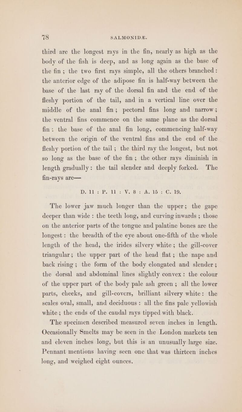 third are the longest rays in the fin, nearly as high as the body of the fish is deep, and as long again as the base of the fin; the two first rays simple, all the others branched : the anterior edge of the adipose fin is half-way between the base of the last ray of the dorsal fin and the end of the fleshy portion of the tail, and in a vertical line over the middle of the anal fin; pectoral fins long and narrow ; the ventral fins commence on the same plane as the dorsal fin: the base of the anal fin long, commencing half-way between the origin of the ventral fins and the end of the fleshy portion of the tail; the third ray the longest, but not so long as the base of the fin; the other rays diminish in length gradually: the tail slender and deeply forked. The fin-rays are— DD. il: BP. LS Vo A. SS €.19, The lower jaw much longer than the upper; the gape deeper than wide : the teeth long, and curving inwards ; those on the anterior parts of the tongue and palatine bones are the longest: the breadth of the eye about one-fifth of the whole length of the head, the irides silvery white; the gill-cover triangular; the upper part of the head flat; the nape and back rising ; the form of the body elongated and slender ; the dorsal and abdominal lines slightly convex: the colour of the upper part of the body pale ash green; all the lower parts, cheeks, and gill-covers, brilliant silvery white: the scales oval, small, and deciduous: all the fins pale yellowish white ; the ends of the caudal rays tipped with black. The specimen described measured seven inches in length. Occasionally Smelts may be seen in the London markets ten and eleven inches long, but this is an unusually large size. Pennant mentions having seen one that was thirteen inches long, and weighed eight ounces.