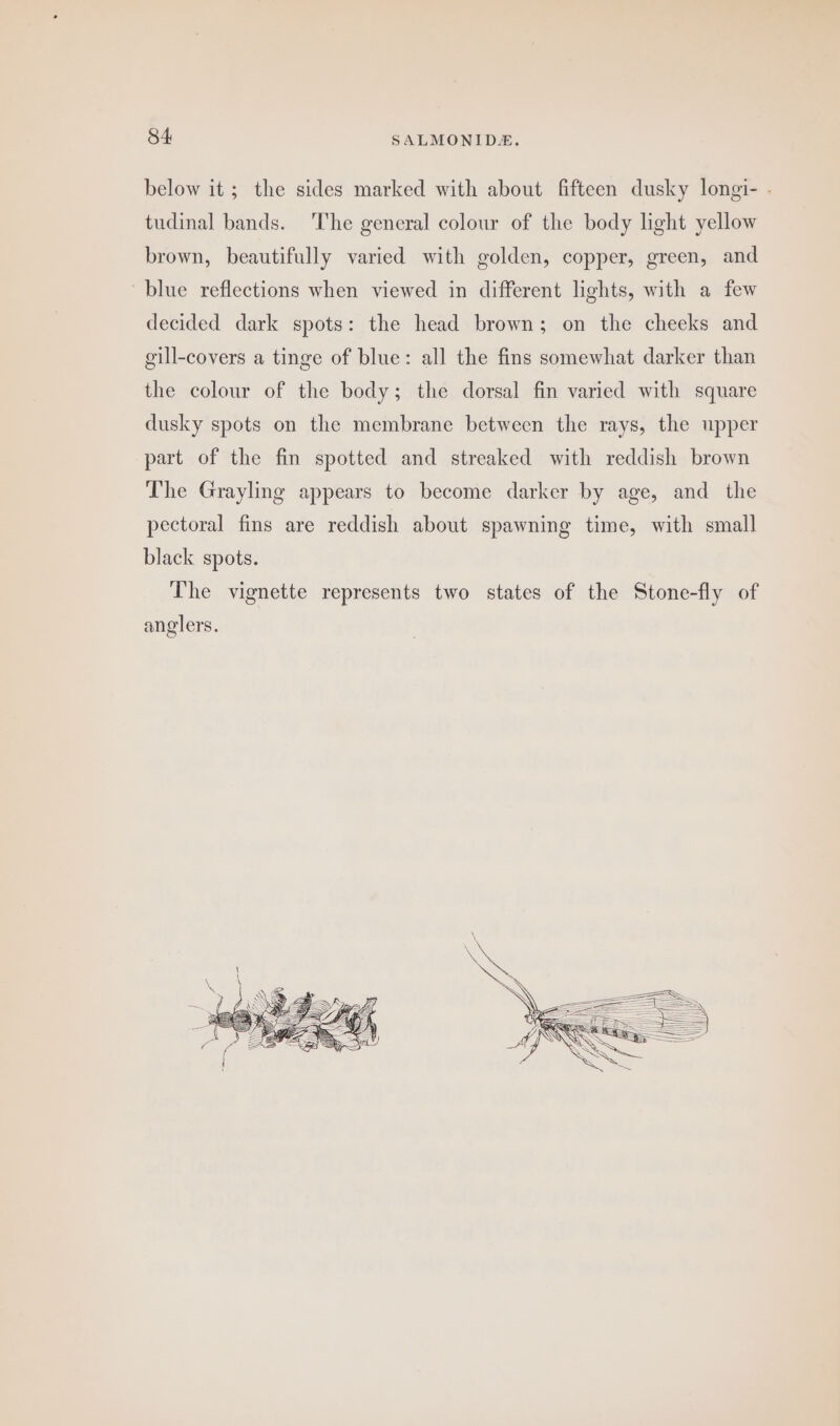 below it; the sides marked with about fifteen dusky longi- tudinal bands. The general colour of the body light yellow brown, beautifully varied with golden, copper, green, and blue reflections when viewed in different lights, with a few decided dark spots: the head brown; on the cheeks and gill-covers a tinge of blue: all the fins somewhat darker than the colour of the body; the dorsal fin varied with square dusky spots on the membrane between the rays, the upper part of the fin spotted and streaked with reddish brown The Grayling appears to become darker by age, and the pectoral fins are reddish about spawning time, with small black spots. The vignette represents two states of the Stone-fly of anglers.