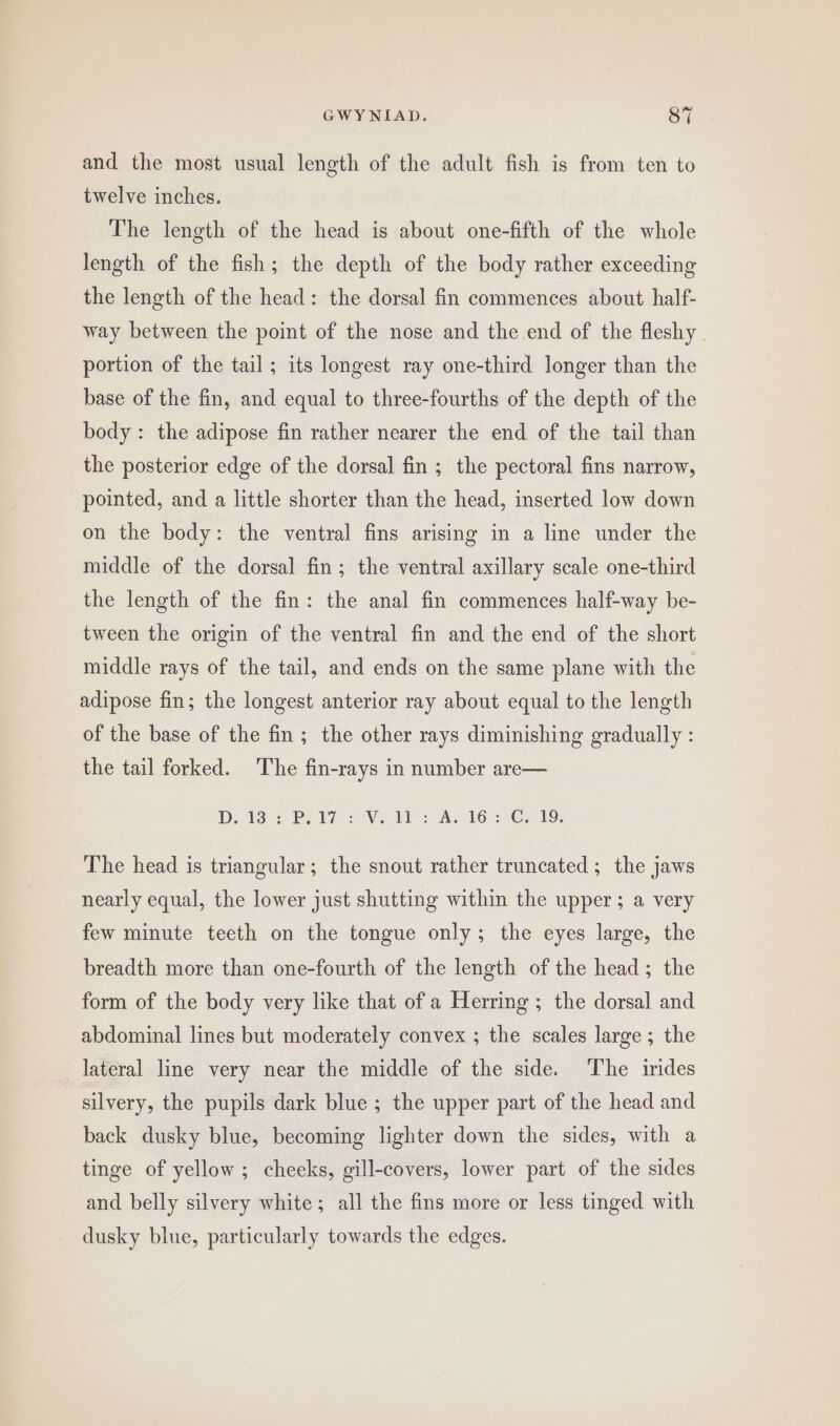 and the most usual length of the adult fish is from ten to twelve inches. The length of the head is about one-fifth of the whole length of the fish; the depth of the body rather exceeding the length of the head: the dorsal fin commences about half- way between the point of the nose and the end of the fleshy . portion of the tail; its longest ray one-third longer than the base of the fin, and equal to three-fourths of the depth of the body : the adipose fin rather nearer the end of the tail than the posterior edge of the dorsal fin ; the pectoral fins narrow, pointed, and a little shorter than the head, inserted low down on the body: the ventral fins arising in a line under the middle of the dorsal fin; the ventral axillary scale one-third the length of the fin: the anal fin commences half-way be- tween the origin of the ventral fin and the end of the short middle rays of the tail, and ends on the same plane with the adipose fin; the longest anterior ray about equal to the length of the base of the fin ; the other rays diminishing gradually : the tail forked. The fin-rays in number are— Dts 2 Pere Vy Tl: Ay ies C2 The head is triangular; the snout rather truncated ; the jaws nearly equal, the lower just shutting within the upper; a very few minute teeth on the tongue only; the eyes large, the breadth more than one-fourth of the length of the head; the form of the body very like that of a Herring ; the dorsal and abdominal lines but moderately convex ; the scales large; the lateral line very near the middle of the side. The irides silvery, the pupils dark blue ; the upper part of the head and back dusky blue, becoming lighter down the sides, with a tinge of yellow; cheeks, gill-covers, lower part of the sides and belly silvery white; all the fins more or less tinged with dusky blue, particularly towards the edges.