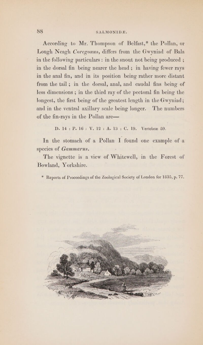 According to Mr. Thompson of Belfast,* the Pollan, or Lough Neagh Coregonus, differs from the Gwyniad of Bala in the following particulars : in the snout not being produced ; in the dorsal fin being nearer the head; in having fewer rays in the anal fin, and in its position being rather more distant from the tail; in the dorsal, anal, and caudal fins being of less dimensions ; in the third ray of the pectoral fin being the longest, the first being of the greatest length in the Gwyniad ; and in the ventral axillary scale being longer. The numbers of the fin-rays in the Pollan are— D. 14: P. 16: V. 12: A. 13: C. 19. Vertebree 59. In the stomach of a Pollan I found one example of a species of Gammarus. The vignette is a view of Whitewell, in the Forest of Bowland, Yorkshire. * Reports of Proceedings of the Zoological Society of London for 1835, p. 77.