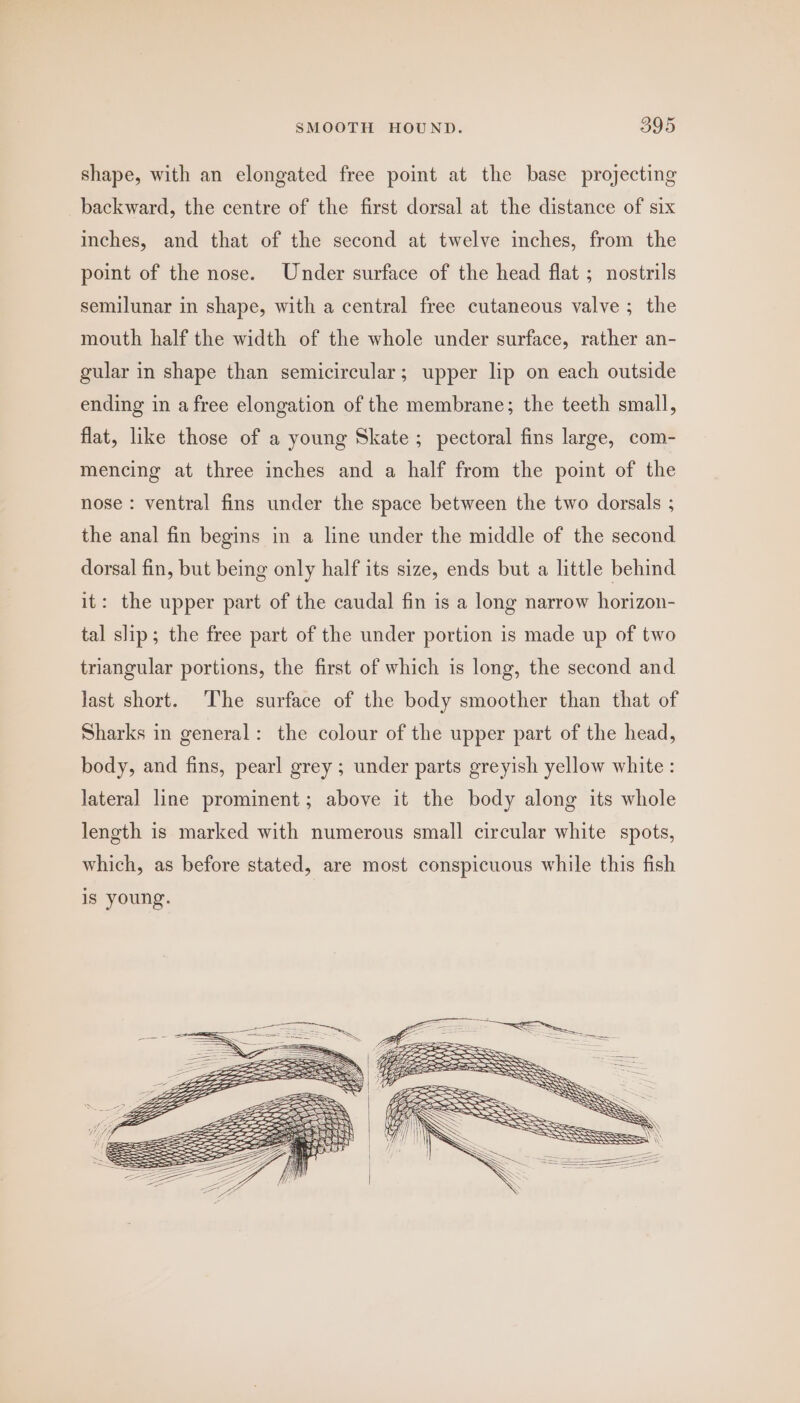 shape, with an elongated free point at the base projecting backward, the centre of the first dorsal at the distance of six inches, and that of the second at twelve inches, from the point of the nose. Under surface of the head flat ; nostrils semilunar in shape, with a central free cutaneous valve ; the mouth half the width of the whole under surface, rather an- gular in shape than semicircular; upper lip on each outside ending in a free elongation of the membrane; the teeth small, flat, like those of a young Skate; pectoral fins large, com- mencing at three inches and a half from the point of the nose: ventral fins under the space between the two dorsals ; the anal fin begins in a line under the middle of the second dorsal fin, but being only half its size, ends but a little behind it: the upper part of the caudal fin is a long narrow horizon- tal slip; the free part of the under portion is made up of two triangular portions, the first of which is long, the second and last short. The surface of the body smoother than that of Sharks in general: the colour of the upper part of the head, body, and fins, pearl grey ; under parts greyish yellow white : lateral line prominent; above it the body along its whole length is marked with numerous small circular white spots, which, as before stated, are most conspicuous while this fish is young. ae ——— Gy Pes SSS = LOPS PT a pre ag ae a EEE SSS =|SAxa Ssqg_ SN = Sos SS SSS i WM)