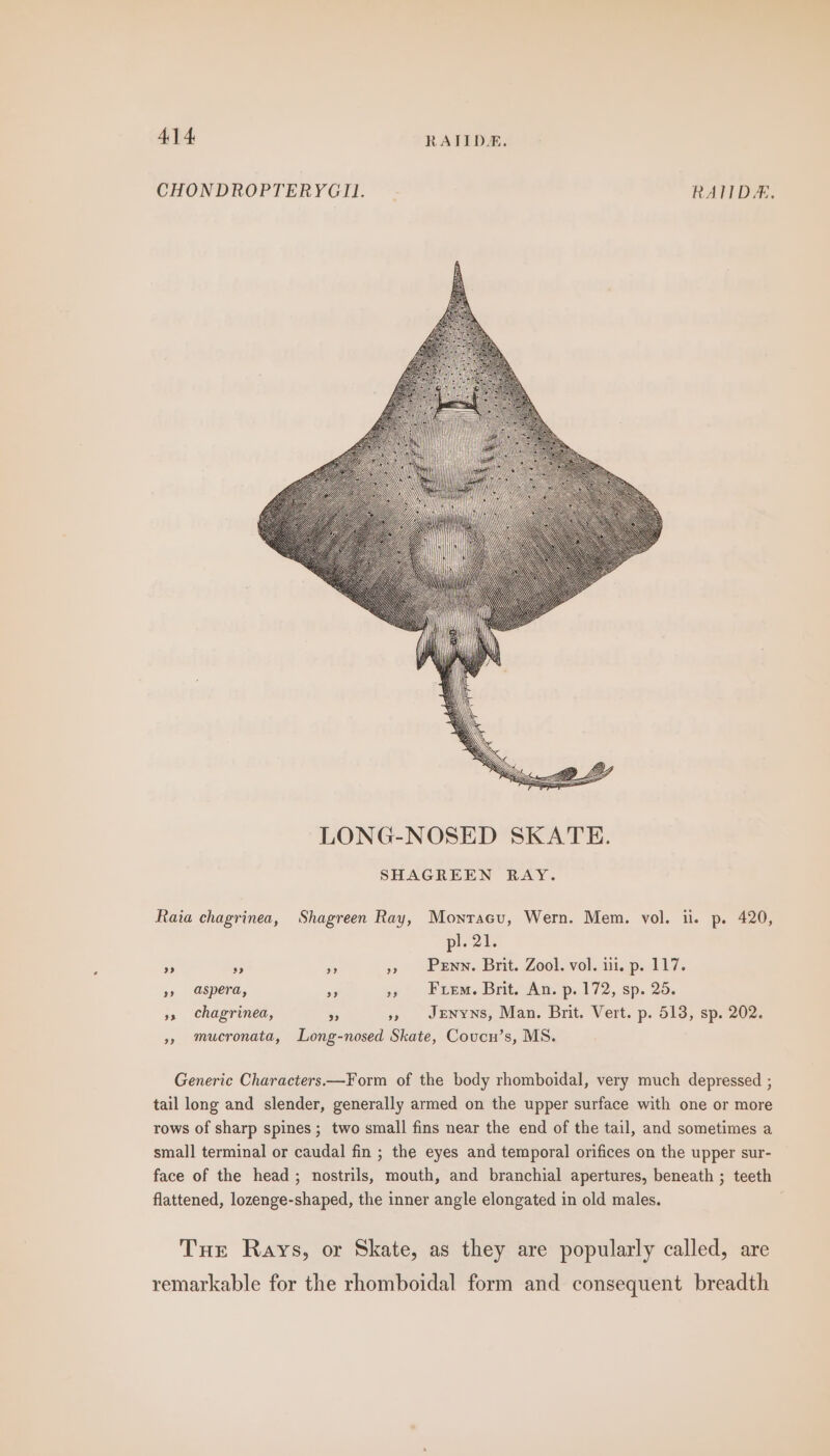 CHONDROPTERYGII. RAITIDA, Raia chagrinea, Shagreen Ray, Monracu, Wern. Mem. vol. ii. p. 420, pl. 21. Ai aS Ps » Penn. Brit. Zool. vol. iii. p. 117. » aspera, . »» Fuem. Brit. An. p. 172, sp. 25. 5s chagrinea, ss », JENyNS, Man. Brit. Vert. p. 513, sp. 202. mucronata, Long-nosed Skate, Coucn’s, MS. Generic Characters.—Form of the body rhomboidal, very much depressed ; tail long and slender, generally armed on the upper surface with one or more rows of sharp spines ; two small fins near the end of the tail, and sometimes a small terminal or caudal fin ; the eyes and temporal orifices on the upper sur- face of the head; nostrils, mouth, and branchial apertures, beneath ; teeth flattened, lozenge-shaped, the inner angle elongated in old males. . Tuer Rays, or Skate, as they are popularly called, are remarkable for the rhomboidal form and consequent breadth