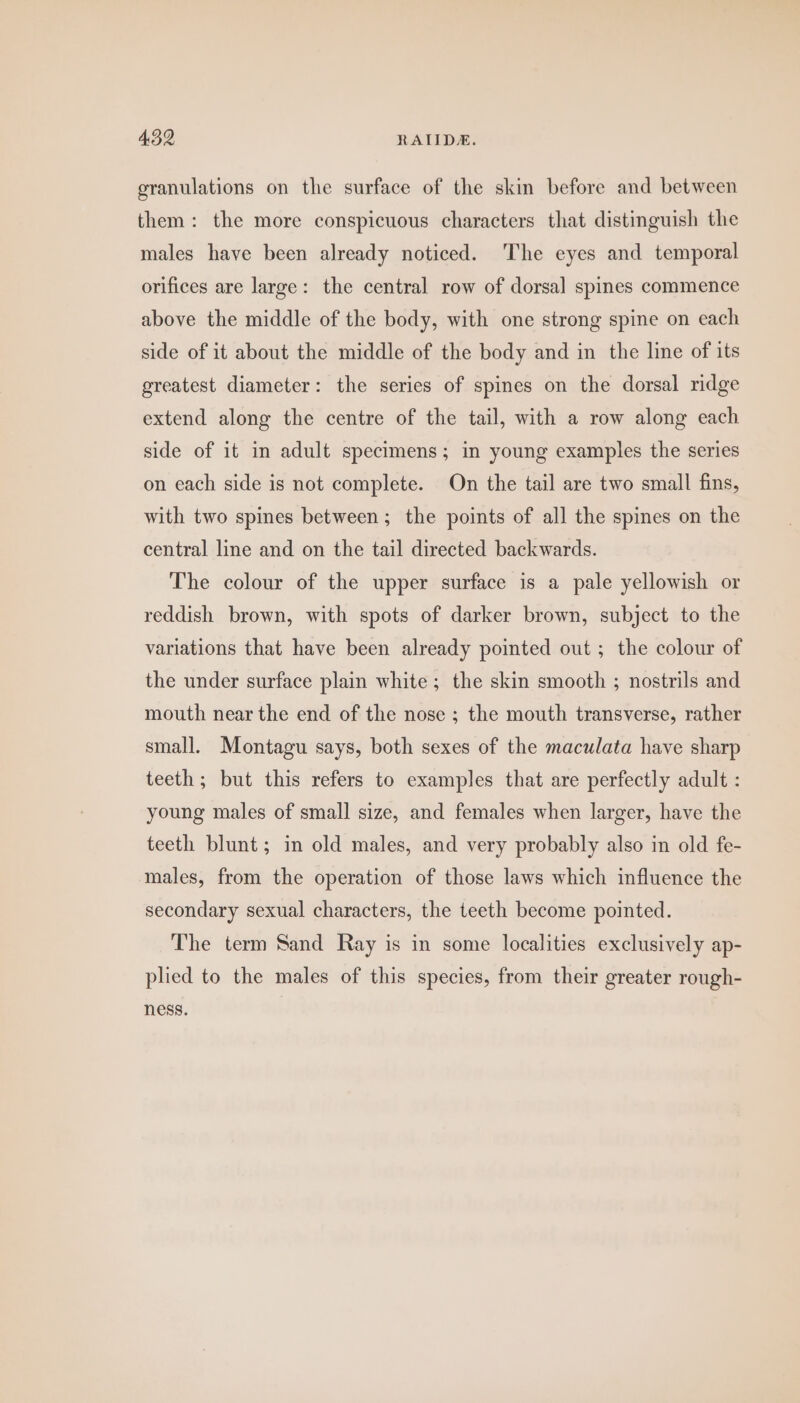 granulations on the surface of the skin before and between them: the more conspicuous characters that distinguish the males have been already noticed. The eyes and temporal orifices are large: the central row of dorsal spines commence above the middle of the body, with one strong spine on each side of it about the middle of the body and in the line of its greatest diameter: the series of spines on the dorsal ridge extend along the centre of the tail, with a row along each side of it in adult specimens; in young examples the series on each side is not complete. On the tail are two small fins, with two spines between; the points of all the spines on the central line and on the tail directed backwards. The colour of the upper surface is a pale yellowish or reddish brown, with spots of darker brown, subject to the variations that have been already pointed out ; the colour of the under surface plain white; the skin smooth ; nostrils and mouth near the end of the nose ; the mouth transverse, rather small. Montagu says, both sexes of the maculata have sharp teeth; but this refers to examples that are perfectly adult : young males of small size, and females when larger, have the teeth blunt; in old males, and very probably also in old fe- males, from the operation of those laws which influence the secondary sexual characters, the teeth become pointed. The term Sand Ray is in some localities exclusively ap- plied to the males of this species, from their greater rough- ness.