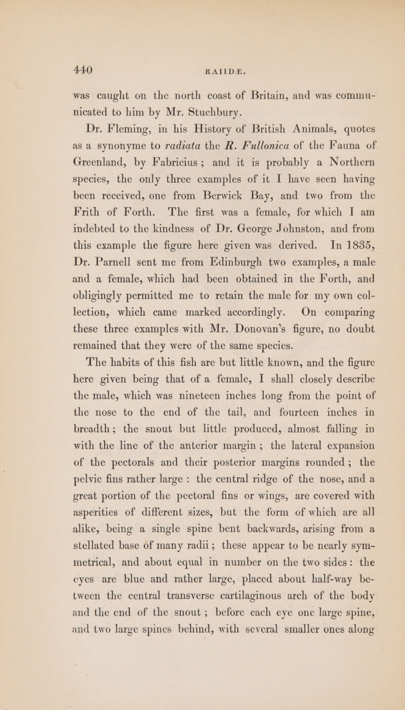 was caught on the north coast of Britain, and was commu- nicated to him by Mr. Stuchbury. Dr. Fleming, in his History of British Animals, quotes as a synonyme to radiata the R. Fullonica of the Fauna of Greenland, by Fabricius; and it is probably a Northern species, the only three examples of it I have seen having been received, one from Berwick Bay, and two from the Frith of Forth. The first was a female, for which I am indebted to the kindness of Dr. George Johnston, and from this example the figure here given was derived. In 1835, Dr. Parnell sent me from Edinburgh two examples, a male and a female, which had been obtained in the Forth, and obligingly permitted me to retain the male for my own col- lection, which came marked accordingly. On comparing these three examples with Mr. Donovan’s figure, no doubt remained that they were of the same species. The habits of this fish are but little known, and the figure here given being that of a female, I shall closely describe the male, which was nineteen inches long from the point of the nose to the end of the tail, and fourteen inches in breadth; the snout but little produced, almost falling in with the line of the anterior margin; the lateral expansion of the pectorals and their posterior margins rounded; the pelvic fins rather large : the central ridge of the nose, and a great portion of the pectoral fins or wings, are covered with asperities of different sizes, but the form of which are all alike, being a single spine bent backwards, arising from a stellated base of many radii; these appear to be nearly sym- metrical, and about equal in number on the two sides: the eyes are blue and rather large, placed about half-way be- tween the central transverse cartilaginous arch of the body and the end of the snout; before each eye one large spine, and two large spines behind, with several smaller ones along