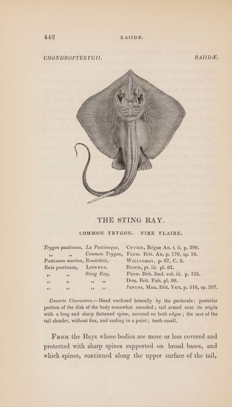 CHONDROPTERYGII. RAIID. Trygon pastinaca, La Pastinaque, Cuvirr, Régne An. t. ii. p. 399. Common Trygon, Friem. Brit. An. p. 170, sp. 18. a9 39 Pastinaca marina, Rondeletii, Witivucusy, p- 67, C. 3. Raia pastinaca, Linneus. Biocu, pt. ili. pl. 82. rs, 3 Sting Ray, Penn. Brit. Zool. vol. ili. p. 125. ie = Prt? Don. Brit. Fish. pl. 99. Jenyns, Man. Brit. Vert. p. 518, sp. 207. 39 a? &gt;? 9? Generic Characters.—Head enclosed laterally by the pectorals; posterior portion of the disk of the body somewhat rounded ; tail armed near its origin with along and sharp flattened spine, serrated on both edges ; the rest of the tail slender, without fins, and ending in a point; teeth small. From the Rays whose bodies are more or less covered and protected with sharp spines supported on broad bases, and which spines, continued along the upper surface of the tail,