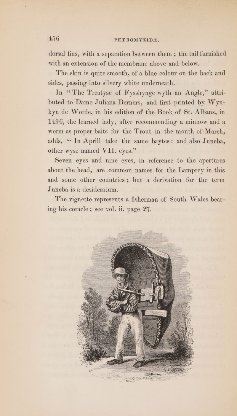 dorsal fins, with a separation between them ; the tail furnished with an extension of the membrane above and below. The skin is quite smooth, of a blue colour on the back and sides, passing into silvery white underneath. In “* The Treatyse of Fysshynge wyth an Angle,” attri- buted to Dame Juliana Berners, and first printed by Wyn- kyn de Worde, in his edition of the Book of St. Albans, in 1496, the learned lady, after recommending a minnow and a worm as proper baits for the Trout in the month of March, adds, ** In Aprill take the same baytes: and also Juneba, other wyse named VII. eyes.” Seven eyes and nine eyes, in reference to the apertures about the head, are common names for the Lamprey in this and some other countries; but a derivation for the term Juneba is a desideratum. The vignette represents a fisherman of South Wales bear- ing his coracle ; see vol. i. page 27.