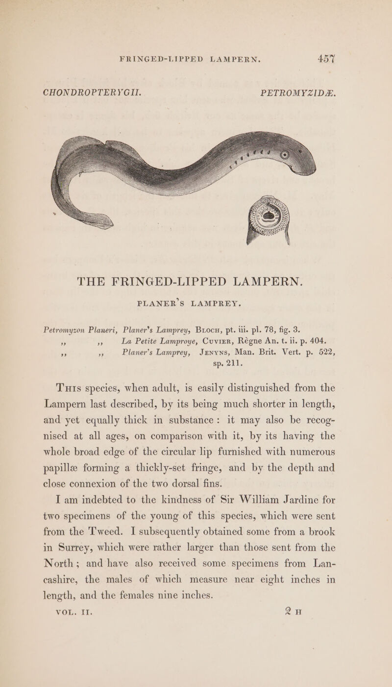 CHONDROPTERYGII. PETROMY&lt;ZIDZ. PLANER’S LAMPREY. Petromyzon Planeri, Planer’s Lamprey, Buocu, pt. ii. pl. 78, fig. 3. As 4; La Petite Lamproye, Cuvier, Régne An. t. 11. p. 404. a - Planer’s Lamprey, Jenyns, Man. Brit. Vert. p. 522, sp. 211. Tuts species, when adult, is easily distinguished from the Lampern last described, by its being much shorter in length, and yet equally thick in substance: it may also be recog- nised at all ages, on comparison with it, by its having the whole broad edge of the circular lip furnished with numerous papilla forming a thickly-set fringe, and by the depth and close connexion of the two dozsal fins. I am indebted to the kindness of Sir William Jardine for two specimens of the young of this species, which were sent from the Tweed. I subsequently obtained some from a brook in Surrey, which were rather larger than those sent from the North; and have also received some specimens from Lan- cashire, the males of which measure near eight inches in length, and the females nine inches. SS) = VOL. Eis