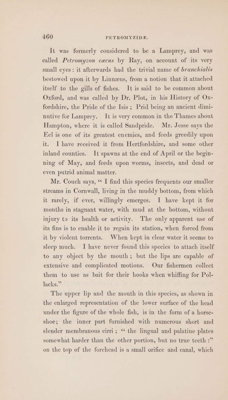 It was formerly considered to be a Lamprey, and was called Petromyzon ceacus by Ray, on account of its very small eyes: it afterwards had the trivial name of branchialis bestowed upon it by Linneeus, from a notion that it attached itself to the gills of fishes. It is said to be common about Oxford, and was called by Dr. Plot, in his History of Ox- fordshire, the Pride of the Isis; Prid being an ancient dimi- nutive for Lamprey. It is very common in the Thames about Hampton, where it is called Sandpride. Mr. Jesse says the Kel is one of its greatest enemies, and feeds greedily upon it. Ihave received it from Hertfordshire, and some other inland counties. It spawns at the end of April or the begin- ning of May, and feeds upon worms, insects, and dead or even putrid animal matter. Mr. Couch says, ‘* I find this species frequents our smaller streams in Cornwall, living in the muddy bottom, from which it rarely, if ever, willingly emerges. I have kept it for months in stagnant water, with mud at the bottom, without injury to its health or activity. The only apparent use of its fins is to enable it to regain its station, when forced from it by violent torrents. When kept in clear water it seems to sleep much. I have never found this species to attach itself to any object by the mouth; but the lips are capable of extensive and complicated motions. Our fishermen collect them to use as bait for their hooks when whiffing for Pol- lacks.” The upper lip and the mouth in this species, as shown in the enlarged representation of the lower surface of the head under the figure of the whole fish, is in the form of a horse- shoe; the inner part furnished with numerous short and slender membranous cirri; “* the lingual and palatine plates somewhat harder than the other portion, but no true teeth :” on the top of the forehead is a small orifice and canal, which