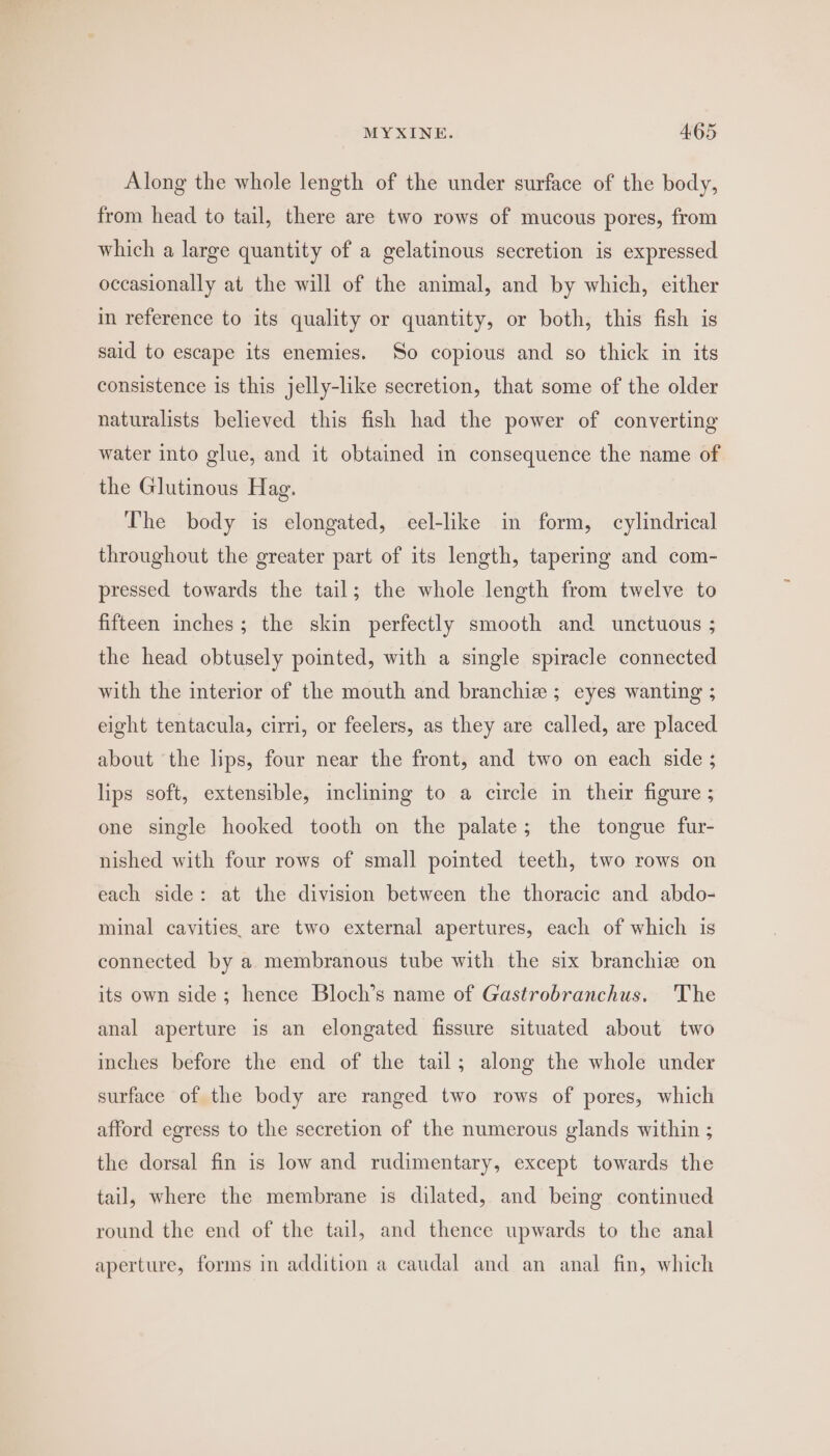 Along the whole length of the under surface of the body, from head to tail, there are two rows of mucous pores, from which a large quantity of a gelatinous secretion is expressed occasionally at the will of the animal, and by which, either in reference to its quality or quantity, or both, this fish is said to escape its enemies. So copious and so thick in its consistence is this jelly-like secretion, that some of the older naturalists believed this fish had the power of converting water into glue, and it obtained in consequence the name of the Glutinous Hag. The body is elongated, eel-like im form, cylindrical throughout the greater part of its length, tapering and com- pressed towards the tail; the whole length from twelve to fifteen inches; the skin perfectly smooth and unctuous ; the head obtusely pointed, with a single spiracle connected with the interior of the mouth and branchie ; eyes wanting ; eight tentacula, cirri, or feelers, as they are called, are placed about the lips, four near the front, and two on each side ; lips soft, extensible, inclining to a circle in their figure ; one single hooked tooth on the palate; the tongue fur- nished with four rows of small pointed teeth, two rows on each side: at the division between the thoracic and abdo- minal cavities, are two external apertures, each of which is connected by a. membranous tube with the six branchiz on its own side; hence Bloch’s name of Gastrobranchus. The anal aperture is an elongated fissure situated about two inches before the end of the tail; along the whole under surface of the body are ranged two rows of pores, which afford egress to the secretion of the numerous glands within ; the dorsal fin is low and rudimentary, except towards the tail, where the membrane is dilated, and being continued round the end of the tail, and thence upwards to the anal aperture, forms in addition a caudal and an anal fin, which