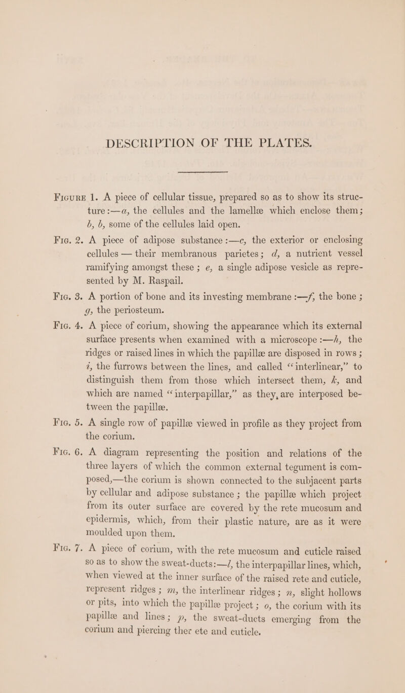 DESCRIPTION OF THE PLATES. 1G. 2. Fic. 3. Fig. 4. Fie, 5. BEG. 16: Fig, 7. ture :—a, the cellules and the lamelle which enclose them; b, b, some of the cellules laid open. A piece of adipose substance :—c, the exterior or enclosing cellules — their membranous parietes; d, a nutrient vessel ramifying amongst these ; e, a single adipose vesicle as repre- sented by M. Raspail. A portion of bone and its investing membrane :—/, the bone ; g, the periosteum. A piece of corium, showing the appearance which its external surface presents when examined with a microscope :—A, the ridges or raised lines in which the papilla are disposed mm rows ; 2, the furrows between the lines, and called ‘interlinear,” to distinguish them from those which intersect them, 4, and which are named “interpapillar,” as they, are interposed be- tween the papillee. A single row of papillee viewed in profile as they project from the corium. A diagram representing the position and relations of the three layers of which the common external tegument is com- posed,—the corium is shown connected to the subjacent parts by cellular and adipose substance ; the papillee which project from its outer surface are covered by the rete mucosum and epidermis, which, from their plastic nature, are as it were moulded upon them. A piece of corium, with the rete mucosum and cuticle raised so as to show the sweat-ducts:—J, the interpapillar lines, which, when viewed at the inner surface of the raised rete and cuticle, represent ridges ; mm, the interlinear ridges ; 2, slight hollows or pits, into which the papille project ; 0, the corium with its papille and lines; p, the sweat-ducts emerging from the corium and piercing ther ete and cuticle.