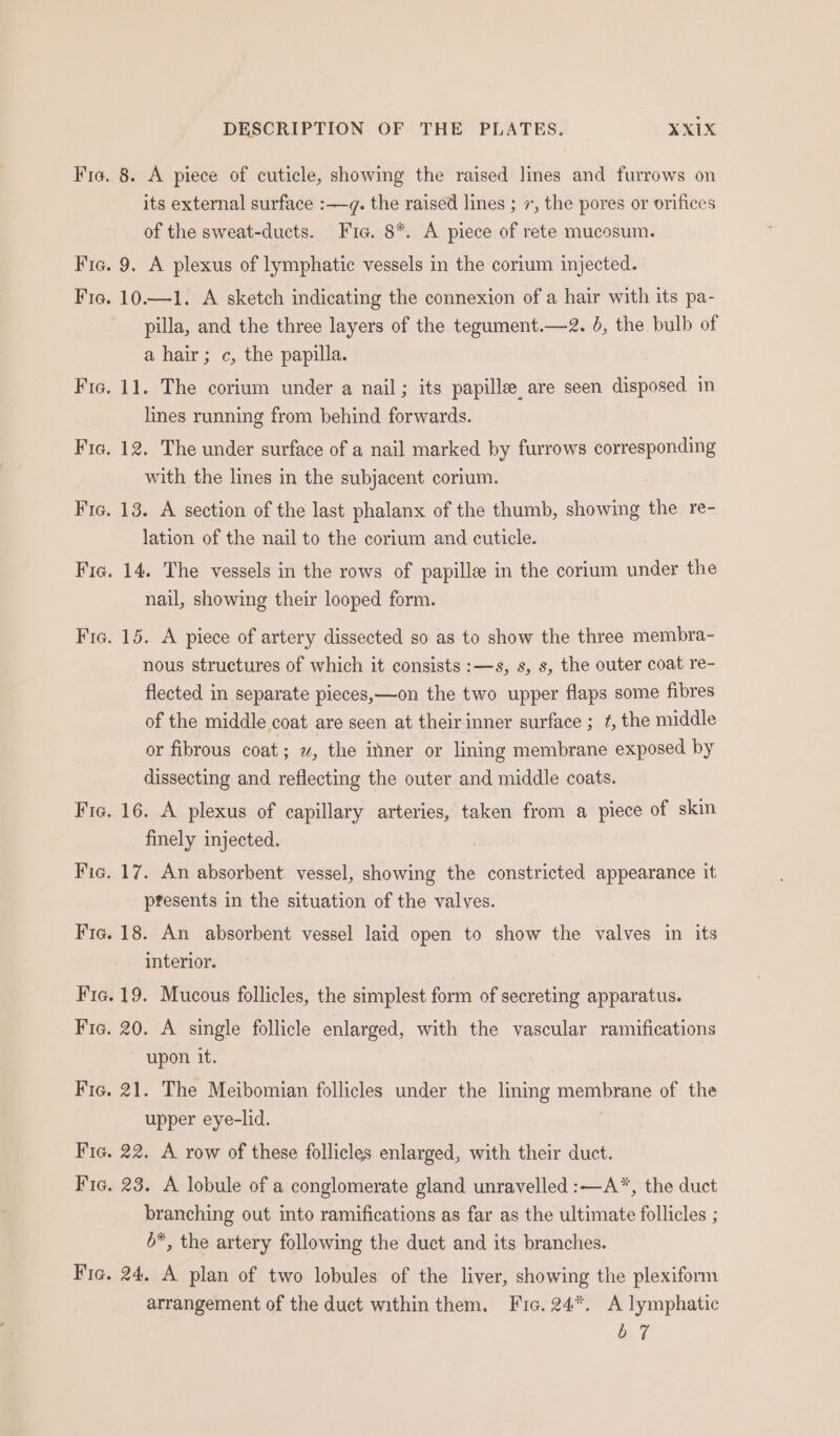 Fic 8. A piece of cuticle, showing the raised lines and furrows on its external surface :—g. the raised lines ; 7, the pores or orifices of the sweat-ducts. Fie. 8*. A piece of rete mucosum. . 9. A plexus of lymphatic vessels in the corium injected. 10.—1. A sketch indicating the connexion of a hair with its pa- pilla, and the three layers of the tegument.—2. 6, the bulb of a hair; c, the papilla. 11. The corium under a nail; its papille, are seen disposed in lines running from behind forwards. 12. The under surface of a nail marked by furrows corresponding with the lines in the subjacent corium. 13. A section of the last phalanx of the thumb, showing the re- lation of the nail to the corium and cuticle. 14. The vessels in the rows of papille in the corium under the nail, showing their looped form. 15. A piece of artery dissected so as to show the three membra- nous structures of which it consists :—s, s, s, the outer coat re- flected in separate pieces,—on the two upper flaps some fibres of the middle coat are seen at theirinner surface ; ¢, the middle or fibrous coat; «, the inner or lining membrane exposed by dissecting and reflecting the outer and middle coats. 16. A plexus of capillary arteries, taken from a piece of skin finely injected. : 17. An absorbent vessel, showing the constricted appearance it pfesents in the situation of the valves. 18. An absorbent vessel laid open to show the valves in its interior. 19. Mucous follicles, the simplest form of secreting apparatus. 20. A single follicle enlarged, with the vascular ramifications upon it. 21. The Meibomian follicles under the lining membrane of the upper eye-lid. | 22. A row of these follicles enlarged, with their duct. 23. A lobule of a conglomerate gland unravelled :—A”, the duct branching out into ramifications as far as the ultimate follicles ; 6*, the artery following the duct and its branches. 24. A plan of two lobules of the liver, showing the plexiform arrangement of the duct within them. Fic. 24*. A lymphatic b7