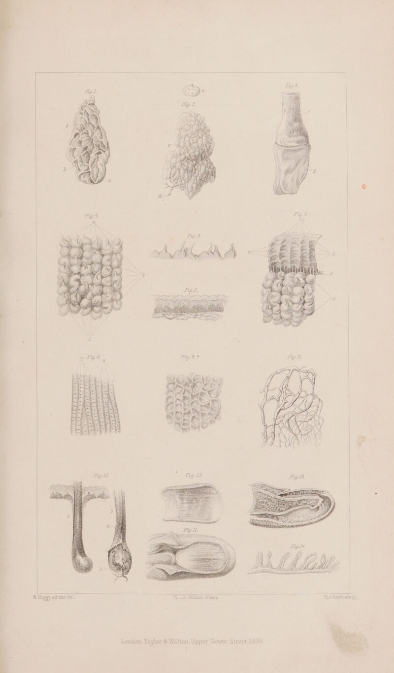 a W. Bagg, ad nat del. W. JE. Wilson. direx. [