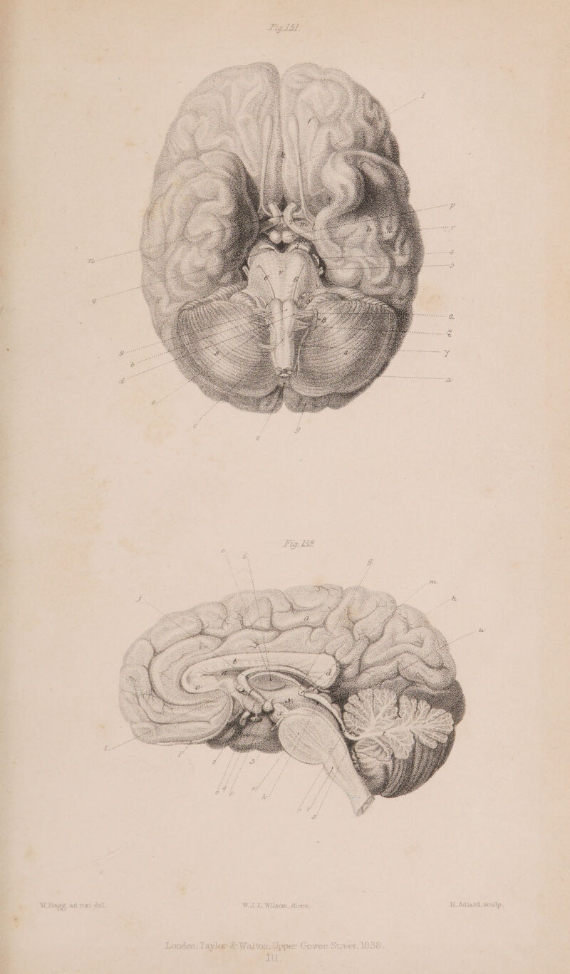 (celal ‘ g Z s g- os ie 3 ee ee See ; 7 v6, Pig tbZ 5 e Z ‘ le (bes W. Bags. admat cel, W.0 78, Wilsoamn., direx., i, Adlard,sculp, OC - London: J aylor &amp; Walton. Upper Gower S ial