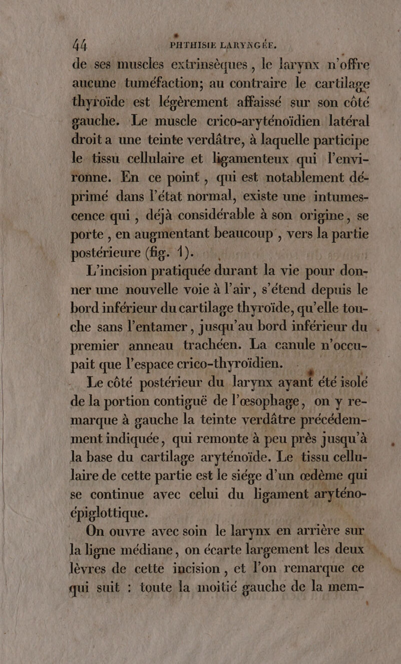 de ses muscles extrinsèques , le larynx n'offre aucune tuméfaction; au contraire le cartilage thyroïde est léoèrement affaissé sur son côté gauche, Le muscle crico-aryténoïdien latéral droit a une teinte verdâtre, à laquelle participe le tissu cellulaire et ligamenteux qui l’envi- ronne. En ce point , qui est notablement dé- primé dans l’état normal, existe une intumes- cence qui , déjà considérable à son origine, se porte , en Rois Nu vers la partie postérieure (fig. 1). L’incision pratiquée durant FR vie pour don- ner une nouvelle voie à l'air, s'étend depuis le bord inférieur du cartilage thyroïde, qu’elle tou- che sans l’entamer , jusqu’au bord inférieur du premier anneau He La canule n’occu- pait que l’espace crico-thyroïdien. Le côté postérieur du larynx ayant été isolé de la portion contiguë de l’œsophage, on y re- marque à gauche la teinte verdâtre précédem- ment indiquée, qui remonte à peu près jusqu’à la base du cartilage aryténoïde. Le tissu cellu- laire de cette partie est le siége d’un œdème qui se continue avec celui du ligament aryténo- épiglottique. On ouvre avec soin le larynx en arrière sur la ligne médiane, on écarte largement les deux lèvres de cette incision , et l’on remarque ce qui suit : toute la moitié gauche de la mem- |]