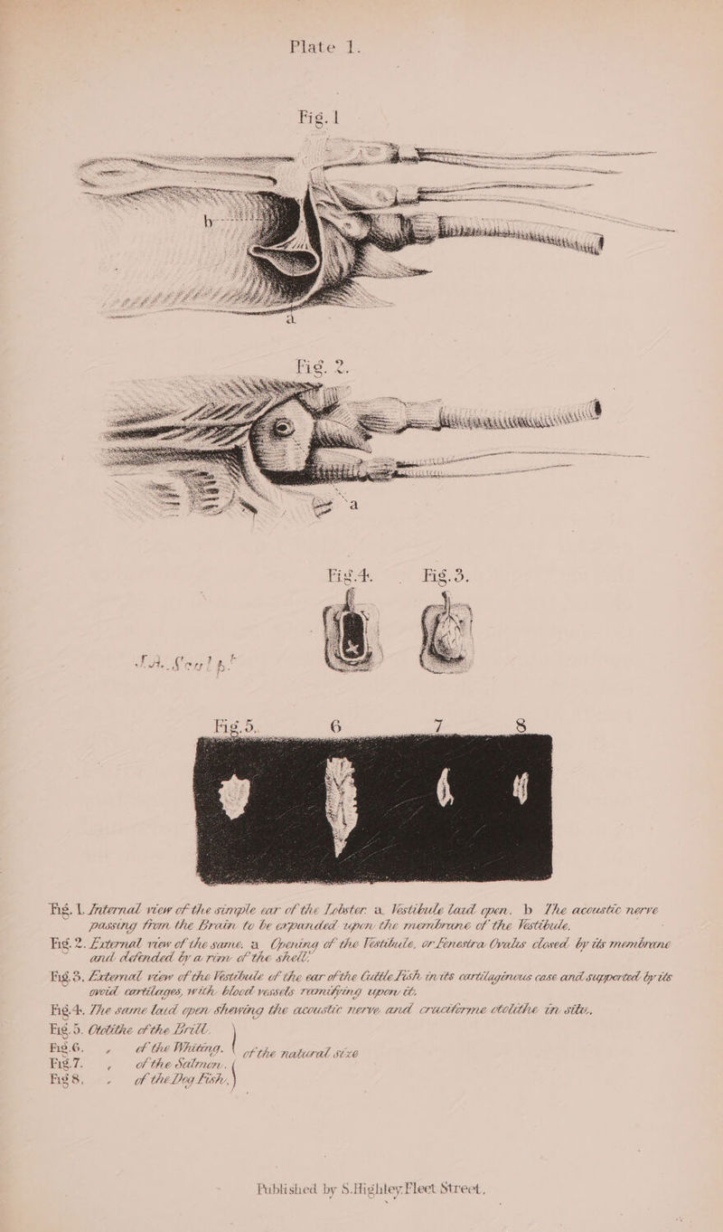 mer ssewenincentoniisan ise a se sccnccaniuain ig ise Ie7 = PRIM ODN Wa ig. a AR jin Fig. 2. AREY PETS TERR eee tA es TALUS Fig. L. Ziternal view of the simple ear of the Lobster, a. Vestibule lard qoen. b The acoustic nerve passing trom the Grain to be expanded upon the menbrane of the Vistibule, Kig. 2. Laternal view of the sane, a_ Opening of the Vestiule, or Linestra Ovalis closed by tis membrane ~ and dédinded by a rim of the shell; fig. 3, Zaternal view of the Vestibule of the ear of the Gittle lish ints cartilaginous case and supported by tts wotd cartilages, with blood vases ramitying upor ct, Fig. The same lad open showing the acoustic nerve and cracttorme otolithe te sity, Big. 5. Otdtithe of the Pritt | 5G 4,0 Whitt Ae Fig.G , of the hi Vtg. \ of the natural sto Fig.7. , ofthe Salmon. Rigs. . of thelng lish,