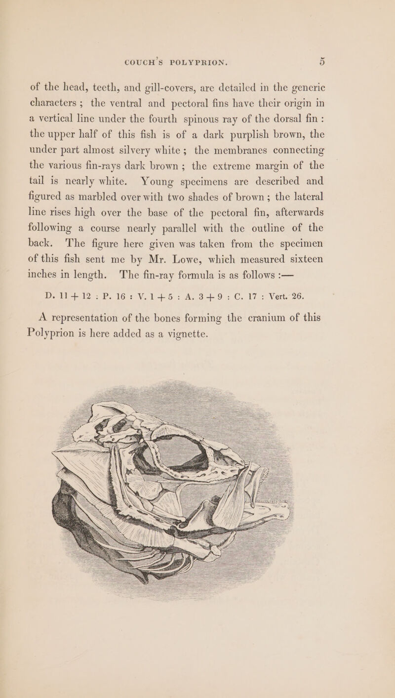 of the head, teeth, and gill-covers, are detailed in the generic characters ; the ventral and pectoral fins have their origin in a vertical line under the fourth spinous ray of the dorsal fin : the upper half of this fish is of a dark purplish brown, the under part almost silvery white; the membranes connecting the various fin-rays dark brown; the extreme margin of the tail is nearly white. Young specimens are described and figured as marbled over with two shades of brown ; the lateral line rises high over the base of the pectoral fin, afterwards following a course nearly parallel with the outline of the back. The figure here given was taken from the specimen of this fish sent me by Mr. Lowe, which measured sixteen inches in length. The fin-ray formula is as follows :— Dett--i2 PP. 16: V.1 +5 : A. SO: C. 17 2 Vert. 26. A representation of the bones forming the cranium of this Polyprion is here added as a vignette.