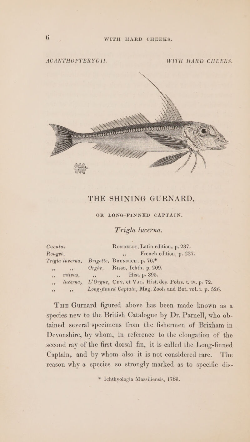 ACANTHOPTERYGII. WITH HARD CHEEKS. THE SHINING GURNARD, OR LONG-FINNED CAPTAIN. Trigla lucerna. Cuculus RonbeE et, Latin edition, p. 287. Rouget, oe French edition, p. 227. Trigla lucerna, Brigotte, Brunnicu, p. 76.* &lt;- o Orghe, Russo, Ichth. p. 209. » milvus, Ae 59 sadist... 395. », lucerna, L’Orgue, Cuv. et Vau. Hist. des. Poiss. t. iv. p. 72. Long-finned Captain, Mag. Zool. and Bot. vol. i, p. 526. 9) a” Tue Gurnard figured above has been made known as a species new to the British Catalogue by Dr. Parnell, who ob- tained several specimens from the fishermen of Brixham in Devonshire, by whom, in reference to the elongation of the second ray of the first dorsal fin, it is called the Long-finned Captain, and by whom also it is not considered rare. The reason why a species so strongly marked as to specific dis- * Ichthyologia Massiliensis, 1768.