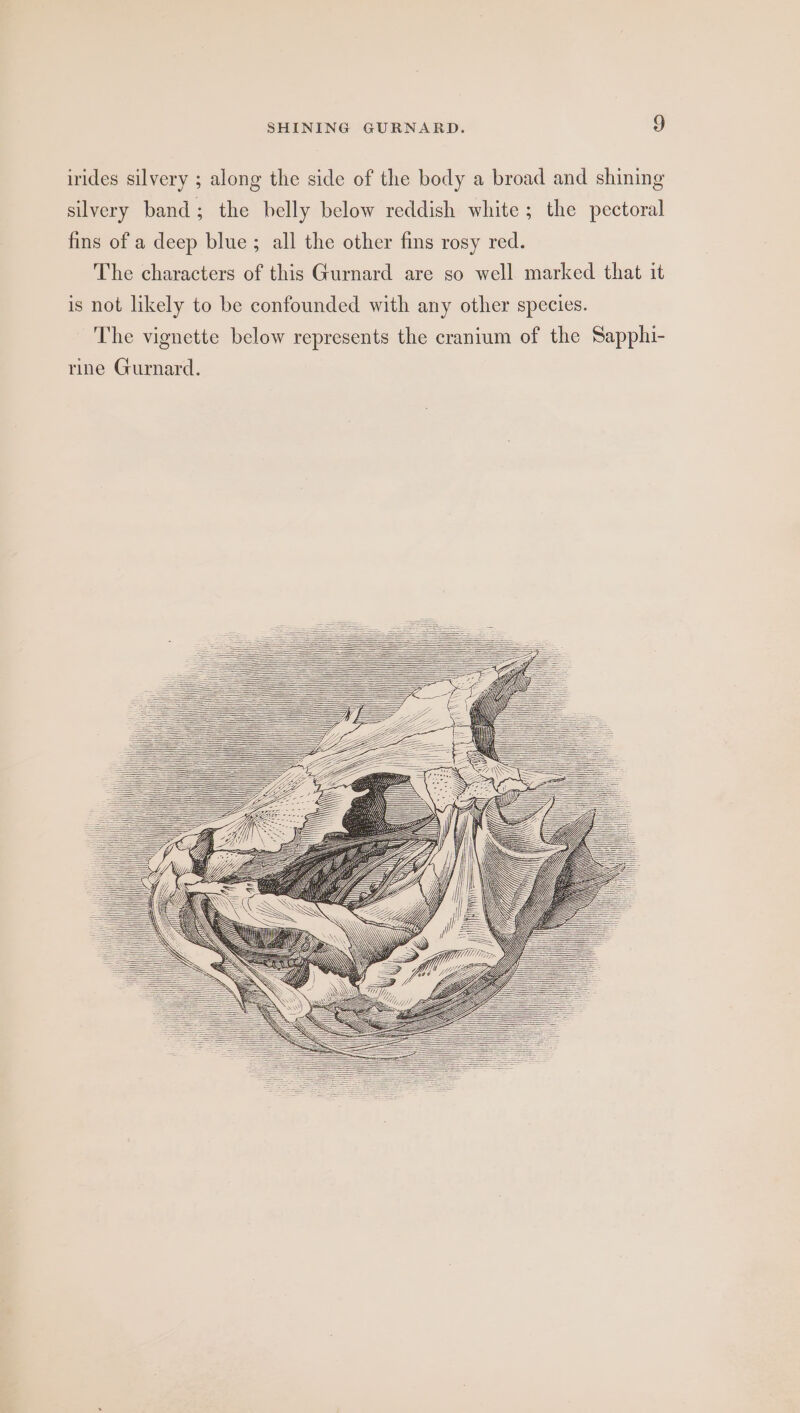 irides silvery ; along the side of the body a broad and shining silvery band; the belly below reddish white; the pectoral fins of a deep blue ; all the other fins rosy red. The characters of this Gurnard are so well marked that it is not likely to be confounded with any other species. The vignette below represents the cranium of the Sapphi- rine Gurnard.