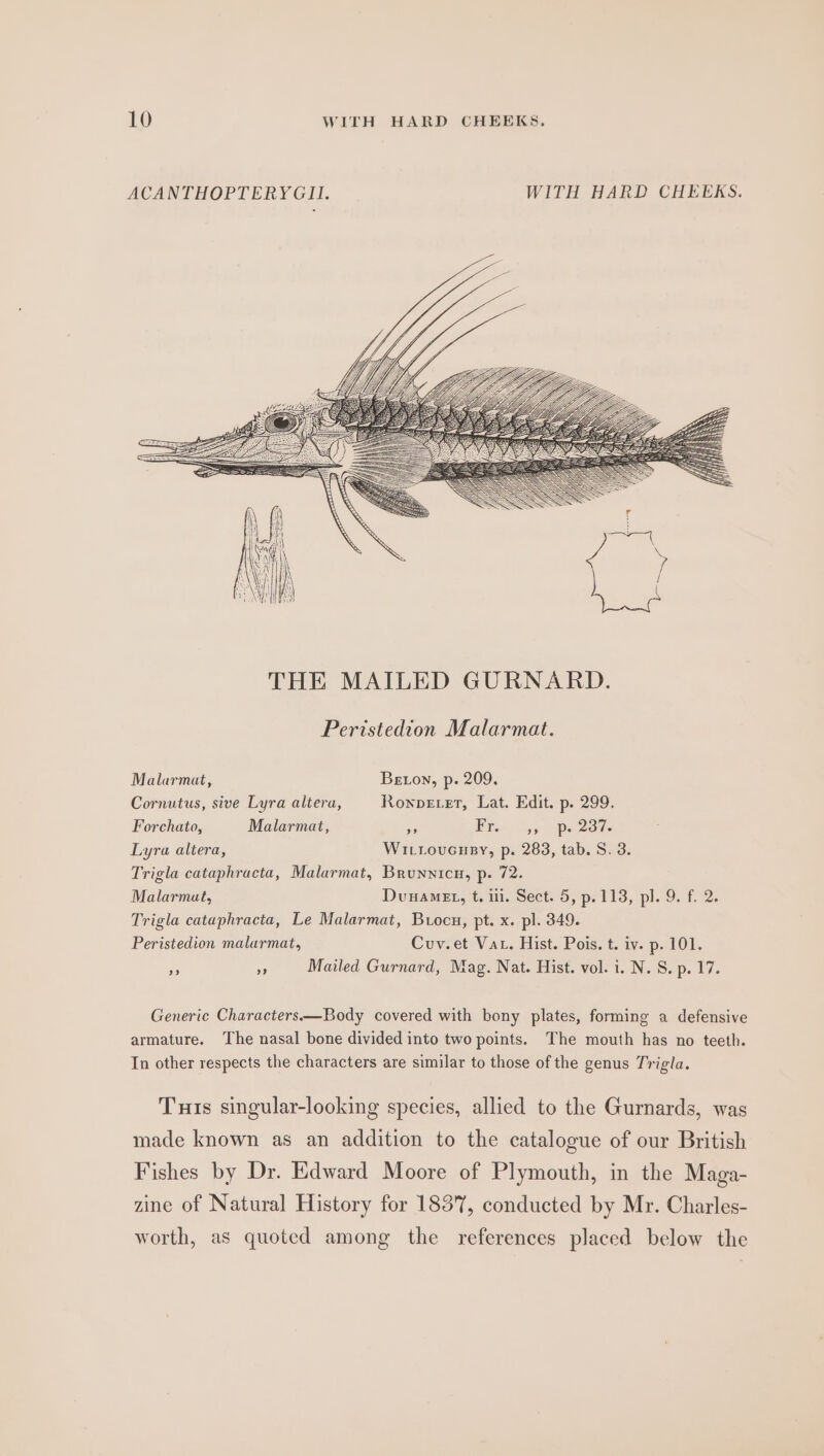 ACANTHOPTERYGII. WITH HARD CHEEKS. Peristedion Malarmat. Malarmat, Beton, p. 209. Cornutus, sive Lyra altera, Ronvecet, Lat. Edit. p. 299. Forchato, Malarmat, Se Pry 55 pe 2372 Lyra altera, Witroucney, p. 283, tab. S. 3. Trigla cataphracta, Malarmat, Brunnicu, p. 72. Malarmat, Dunamet, t. il. Sect. 5, p. 113, pl. 9. f. 2. Trigla cataphracta, Le Malarmat, Buocu, pt. x. pl. 349. Peristedion malarmat, Cuv.et Vat. Hist. Pois. t. iv. p. 101. ~ ” Mailed Gurnard, Mag. Nat. Hist. vol. i. N.S. p. 17. Generic Characters—Body covered with bony plates, forming a defensive armature. The nasal bone divided into two points. The mouth has no teeth. In other respects the characters are similar to those of the genus Trigla. Turis singular-looking species, allied to the Gurnards, was made known as an addition to the catalogue of our British Fishes by Dr. Edward Moore of Plymouth, in the Maga- zine of Natural History for 1837, conducted by Mr. Charles- worth, as quoted among the references placed below the