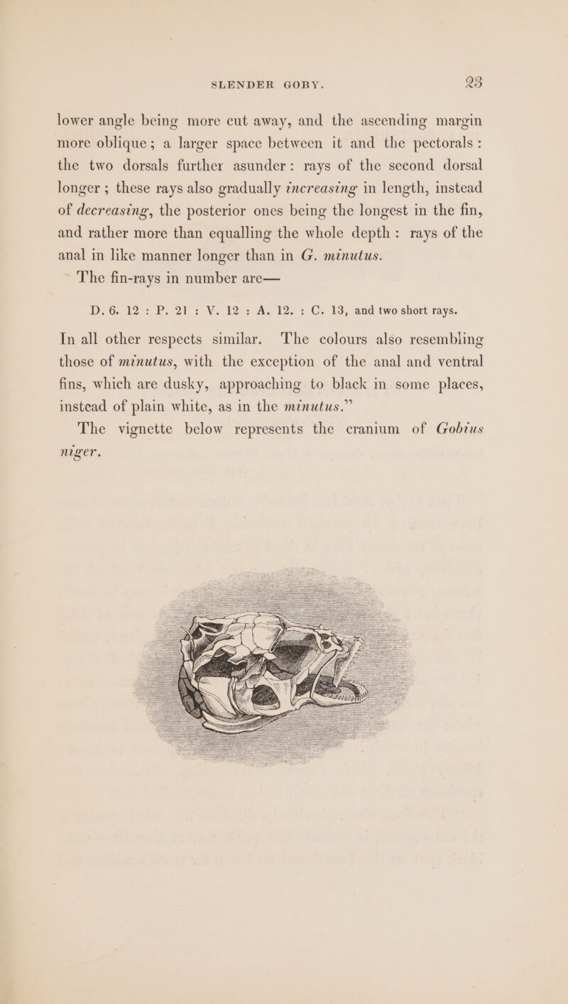 SLENDER GOBY. 93 lower angle being more cut away, and the ascending margin more oblique; a larger space between it and the pectorals : the two dorsals further asunder: rays of the second dorsal longer ; these rays also gradually zncreasing in length, instead of decreasing, the posterior ones being the longest in the fin, and rather more than equalling the whole depth: rays of the anal in like manner longer than in G. minutus. The fin-rays in number are— D.6. 12: P. 21: V. 12: A. 12. ; C. 13, and two short rays. In all other respects similar. The colours also resembling those of minutus, with the exception of the anal and ventral fins, which are dusky, approaching to black in some places, instead of plain white, as in the menutus.” The vignette below represents the cranium of Gobius nger.