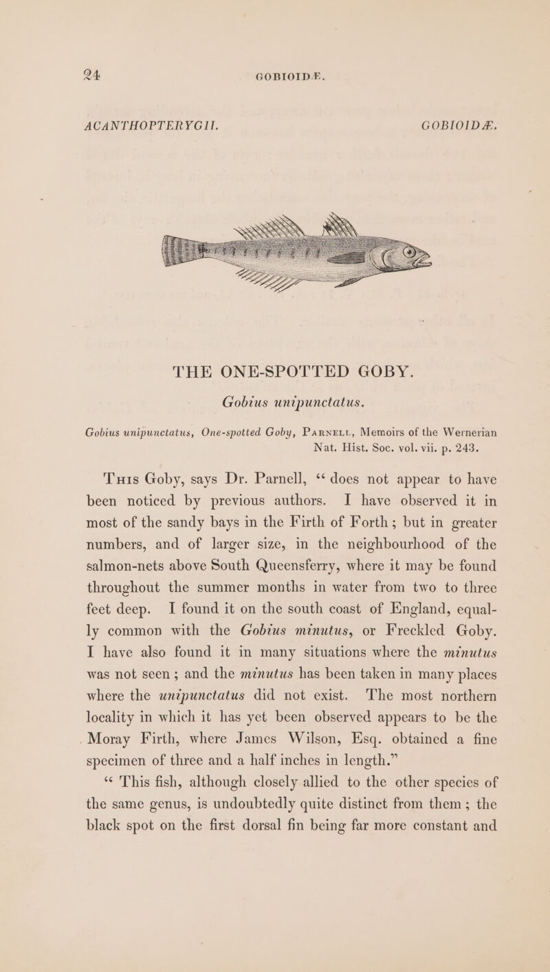 ACANTHOPTERYGII. GOBIOIDE. Gobius untpunctatus. Gobius unipunctatus, One-spotted Goby, Parnett, Memoirs of the Wernerian Nat. Hist. Soc. vol. vii. p. 243. Tuis Goby, says Dr. Parnell, ‘‘ does not appear to have been noticed by previous authors. I have observed it in most of the sandy bays in the Firth of Forth; but in greater numbers, and of larger size, in the neighbourhood of the salmon-nets above South Queensferry, where it may be found throughout the summer months in water from two to three feet deep. I found it on the south coast of England, equal- ly common with the Gobius minutus, or Freckled Goby. I have also found it in many situations where the minutus was not seen; and the mznutus has been taken in many places where the wntpunctatus did not exist. ‘The most northern locality in which it has yet been observed appears to be the .Moray Firth, where James Wilson, Esq. obtained a fine specimen of three and a half inches in length.” ‘¢ This fish, although closely allied to the other species of the same genus, is undoubtedly quite distinct from them ; the black spot on the first dorsal fin being far more constant and