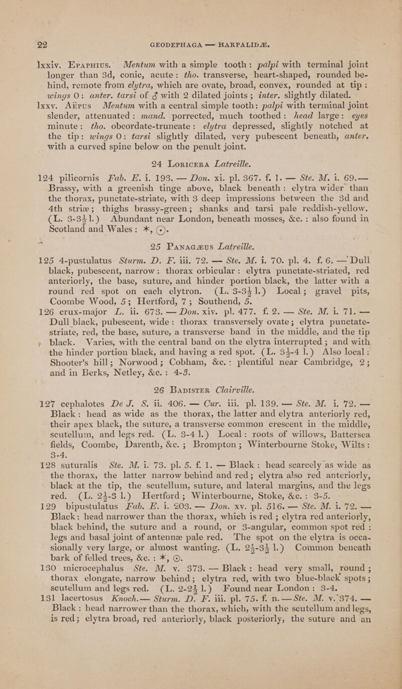 Ixxiv. Eparuius. Mentum with a simple tooth: palpi with terminal joint longer than 3d, conic, acute: tho. transverse, heart-shaped, rounded be- hind, remote from elytra, which are ovate, broad, convex, rounded at tip: wings O: anter. tarsi of g with 2 dilated joints ; inter. slightly dilated. Ixxy. Akpus Mentum with a central simple tooth: palpi with terminal joint slender, attenuated: mand. porrected, much toothed: head large: eyes minute: tho. obcordate-truncate: elytra depressed, slightly notched at the tip: wings O: tarsi slightly dilated, very pubescent beneath, anter. with a curved spine below on the penult joint. 24 Loricera Latreille. 124 pilicornis Fab. E. i. 193. — Don. xi. pl. 367. f. 1. — Ste. M. i. 69.— Brassy, with a greenish tinge above, black beneath: elytra wider than the thorax, punctate-striate, with 3 deep impressions between the 3d and 4th striae; thighs brassy-green; shanks and tarsi pale reddish-yellow. (L. 3-341.) Abundant near London, beneath mosses, &amp;c. : also found in Scotland and Wales: *, ©). 25 Panacazus Latreille. 125 4-pustulatus Sturm. D. F. iii. 72. — Ste. M. i. 70. pl. 4. f. 6; — Dull black, pubescent, narrow: thorax orbicular: elytra punctate-striated, red anteriorly, the base, suture, and hinder portion black, the latter with a round red spot on each elytron. (L. 3-351.) Local; gravel pits, Coombe Wood, 5; Hertford, 7; Southend, 5. 126 crux-major L. il. 673. — Don. xiv. pl. 477. f. 2. — Ste. M. i. 71. — Dull black, pubescent, wide: thorax transversely ovate; elytra punctate- striate, red, the base, suture, a transverse band in the middle, and the tip black. Varies, with the central band on the elytra interrupted ; and with the hinder portion black, and having a red spot. (L. 33-41.) Also local: Shooter’s hill; Norwood; Cobham, &amp;c.: plentiful near Cambridge, 2; and in Berks, Netley, &amp;c.: 4-3. 26 BavisterR Clairviile. 127 cephalotes De J. S. ii. 406. — Cur. ui. pl. 1389. — Ste. M. i. 72. — Black: head as wide as the thorax, the latter and elytra anteriorly red, their apex black, the suture, a transverse common crescent in the middle, scutellum, and legs red. (L. 3-41.) Local: roots of willows, Battersea fields, Coombe, Darenth, &amp;c. ; Brompton; Winterbourne Stoke, Wilts: 3-4. 128 suturalis Ste. M. i. 73. pi. 5. f. 1. — Black: head scarcely as wide as the thorax, the latter narrow behind and red; elytra also red anteriorly, black at the tip, the scutellum, suture, and lateral margins, and the legs red. (L. 24-31.) Hertford; Winterbourne, Stoke, &amp;c.: 3-5. 129 bipustulatus Fab. EH. i. 203. — Don. xv. pl. 516. — Ste. M. 1.72. — Black: head narrower than the thorax, which is red ; elytra red anteriorly, black behind, the suture and a round, or 3-angular, common spot red : legs and basal joint of antenne pale red. The spot on the elytra is occa- sionally very large, or almost wanting. (L. 24-33 1.) Common beneath bark of felled trees, &amp;e. : *, ©. 130 microcephalus. Ste. M. v. 373. — Black: head very small, round ; thorax elongate, narrow behind; elytra red, with two blue-black spots ; scutellum and legs red. (LL. 2-251.) Found near London: 3-4. 131 lacertosus Knoch.— Sturm. D. F. iii. pl. 75. f. n.—Ste. M. v.°374, — Black : head narrower than the thorax, which, with the scutellum and legs, is red; elytra broad, red anteriorly, black posteriorly, the suture and an a