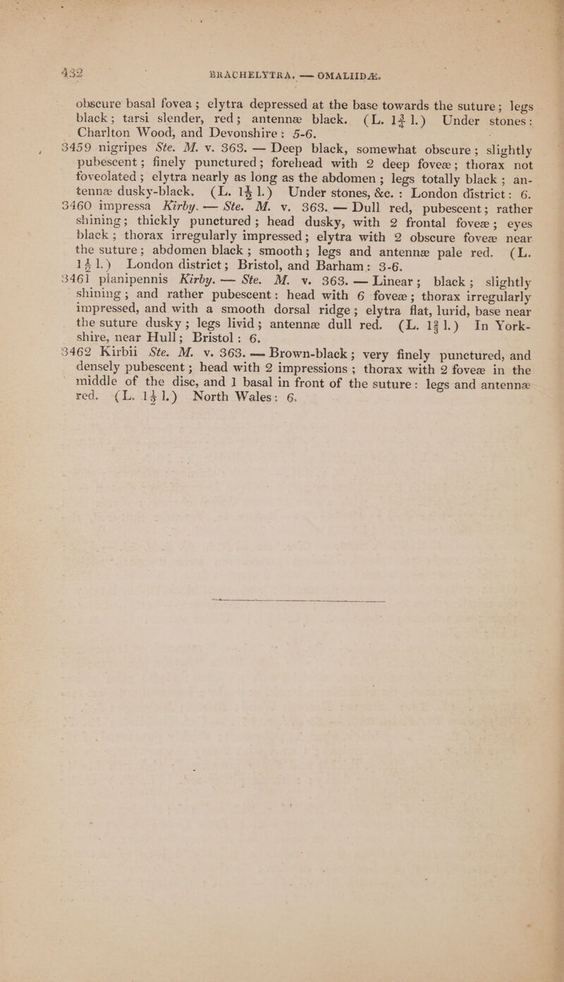 obscure basal fovea; elytra depressed at the base towards the suture; legs black; tarsi slender, red; antenne black. (L. 121.) Under stones: . Charlton Wood, and Devonshire: 5-6. 3459 nigripes Ste. M. v. 363. — Deep black, somewhat obscure ; slightly pubescent ; finely punctured; forehead with 2 deep fovee; thorax not foveolated; elytra nearly as long as the abdomen ; legs totally black ; an- tennz dusky-black. (L. 1$1.) Under stones, &amp;c. : London district: 6. 3460 impressa Kirby. — Ste. M. v. 363..— Dull red, pubescent; rather shining; thickly punctured; head dusky, with 2 frontal fover; eyes black ; thorax irregularly impressed ; elytra with 2 obscure fovez near the suture; abdomen black ; smooth; legs and antennex pale red. (L. 131.) London district; Bristol, and Barham: 3-6. 3461 pianipennis Kirby. — Ste. M. v. 363.— Linear; black; slightly shining ; and rather pubescent: head with 6 fovee; thorax irregularly impressed, and with a smooth dorsal ridge ; elytra flat, lurid, base near the suture dusky ; legs livid; antenne dull red. (L. 121.) In York- shire, near Hull; Bristol: 6. 3462 Kirbii Ste. M. v. 363. — Brown-black; very finely punctured, and densely pubescent ; head with 2 impressions ; thorax with 2 fovee in the middle of the disc, and 1 basal in front of the suture: legs and antennz