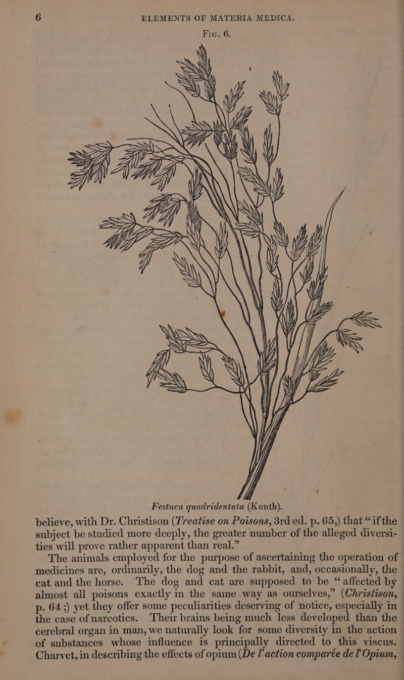 SY Aas Ai ages (HMA if Wy Y Y] j i I, J Festuca quadridentata (Kunth). believe, with Dr. Christison (Treatise on Poisons, 3rd ed. p. 65,) that “if the subject be studied more deeply, the greater number of the alleged diversi- ties will prove rather apparent than real.” The animals employed for the purpose of ascertaining the operation of medicines are, ordinarily, the dog and the rabbit, and, occasionally, the cat and the horse. The dog and cat are supposed to be “affected by — almost all poisons exactly in the same way as ourselves,” (Christison, p- 64;) yet they offer some peculiarities deserving of notice, especially in | the case of narcotics. Their brains being much less developed than the © cerebral organ in man, we naturally look for some diversity in the action of substances whose influence is principally directed to this viscus. © Charvet, in describing the effects of opium (De l’action comparée de [ Opium, ©