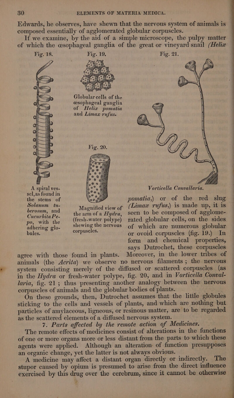 Edwards, he observes, have shewn that the nervous system of animals is composed essentially of agglomerated globular corpuscles. If we examine, by the aid of a simple microscope, the pulpy matter of which the cesophageal ganglia of the great or vineyard snail (Helix Fig. 18. Fig. 19. Fig. 21. Es Globular cells of the cesophageal ganglia of Helix pomatia and Limax rufus. ml Wi Yih A spiral ves- Vorticella Convallaria. sel,as found in the stems of iil pomatia,) or of the red slug poinin hig Miguified Hower (Limax rufus,) is made up, it is Go ee Bs, the arm of a Hydra, seen to be composed of agglome- po, with the (fresh-water polype) rated globular cells, on the sides adhering glo- aaiee) the nervous of which are numerous globular bules. cod a or ovoid corpuscles (fig. 19.) In form and chemical properties, says Dutrochet, these corpuscles agree with those found in plants. Moreover, in the lower tribes of animals (the Acrita) we observe no nervous filaments ; the nervous system consisting merely of the diffused or scattered corpuscles (as in the Hydra or fresh-water polype, fig. 20, and in Vorticella Conval- laria, fig. 21; thus presenting another analogy between the nervous corpuscles of animals and the globular bodies of plants. | On these grounds, then, Dutrochet assumes that the little globules sticking to the cells and vessels of plants, and which are nothing but particles of amylaceous, ligneous, or resinous matter, are to be regarded as the scattered elements of a diffused nervous system. 7. Parts affected by the remote action of Medicines. The remote effects of medicines consist of alterations in the functions of one or more organs more or less distant from the parts to which these agents were applied. Although an alteration of function presupposes an organic change, yet the latter is not always obvious. A medicine may affect a distant organ directly or indirectly. The stupor caused by opium is presumed to arise from the direct influence exercised by this drug over the cerebrum, since it cannot be otherwise