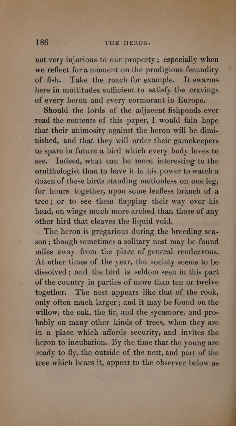 not very injurious to our property ; especially when we reflect fora moment on the prodigious fecundity of fish. Take the roach for example. It swarms here in multitudes sufficient to satisfy the cravings of every heron and every cormorant in Europe. Should the lords of the adjacent fishponds ever read the contents of this paper, I would fain hope that their animosity against the heron will be dimi- nished, and that they will order their gamekeepers to spare in future a bird which every body loves to see. Indeed, what can be more interesting to the ornithologist than to have it in his power to watcha dozen of these birds standing motionless on one leg, for hours together, upon some leafless branch of a | tree; or to see them flapping their way over his head, on wings much more arched than those of any other bird that cleaves the liquid void. The heron is gregarious during the breeding sea- son; though sometimes a solitary nest may be found miles away from the place of general rendezvous. At other times of the year, the society seems to be dissolved ; and the bird is seldom seen in this part of the country in parties of more than ten or twelve together. The nest appears like that of the rook, only often much larger ; and it may be found on the willow, the oak, the fir, and the sycamore, and pro- bably on many other kinds of trees, when they are in a place which affords security, and invites the heron to incubation. By the time that the young are ready to fly, the outside of the nest, and part of the tree which bears it, appear to the observer below as