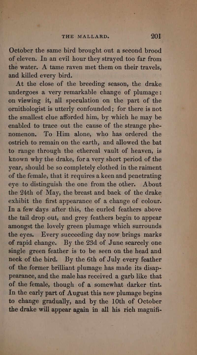 October the same bird brought out a second brood of eleven. In an evil hour they strayed too far from the water. A tame raven met them on their travels, and killed every bird. At the close of the breeding season, the drake undergoes a very remarkable change of plumage: on viewing it, all speculation on the part of the ornithologist is utterly confounded; for there is not the smallest clue afforded him, by which he may be enabled to trace out the cause of the strange phe- nomenon. To Him alone, who has ordered the ostrich to remain on the earth, and allowed the bat to range through the ethereal vault of heaven, is known why the drake, fora very short period of the year, should be so completely clothed in the raiment of the female, that it requires a keen and penetrating eye to distinguish the one from the other. About the 24th of May, the breast and back of the drake exhibit the first appearance of a change of colour. In a few days after this, the curled feathers above the tail drop out, and grey feathers begin to appear amongst the lovely green plumage which surrounds the eyes. Every succeeding day now brings marks of rapid change. By the 23d of June scarcely one single green feather is to be seen on the head and neck of the bird. By the 6th of July every feather of the former brilliant plumage has made its disap- pearance, and the male has received a garb like that of the female, though of a somewhat darker tint. In the early part of August this new plumage begins to change gradually, and by the 10th of October the drake will appear again in all his rich magnifi-