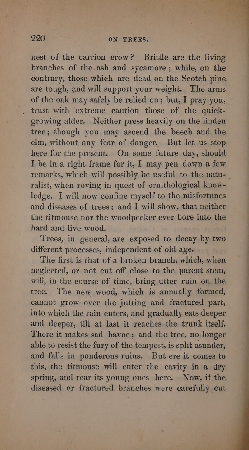 _nest of the carrion crow? Brittle are the living branches of the-ash and sycamore; while, on the contrary, those which are dead on the Scotch pine are tough, and will support your weight. The arms of the oak may safely be relied on; but, I pray you, trust with extreme caution those of the quick- growing alder. Neither press heavily on the linden tree; though you may ascend the beech and the elm, without any fear of danger. But let us stop here for the present. On some future day, should I be in a right frame for it, I may pen down a few remarks, which will possibly be useful to the natu- _ ralist, when roving in quest of ornithological know- ledge. I will now confine myself to the misfortunes and diseases of trees; and I will show, that neither the titmouse nor the woodpecker ever bore into the hard and live wood. Trees, in general, are exposed to decay by two different processes, independent of old age. The first is that of a broken branch, which, when neglected, or not cut off close to the parent stem, will, in the course of time, bring utter ruin on the tree. The new wood, which is annually formed, cannot grow over the jutting and fractured part, into which the rain enters, and gradually eats deeper and deeper, till at last it reaches the trunk itself. There it makes sad havoc; and the tree, no longer able to resist the fury of the tempest, is split asunder, and falls in ponderous ruins. But ere it comes to this, the titmouse will enter the cavity in a dry spring, and rear its young ones here. Now, it the diseased or fractured branches were carefully cut