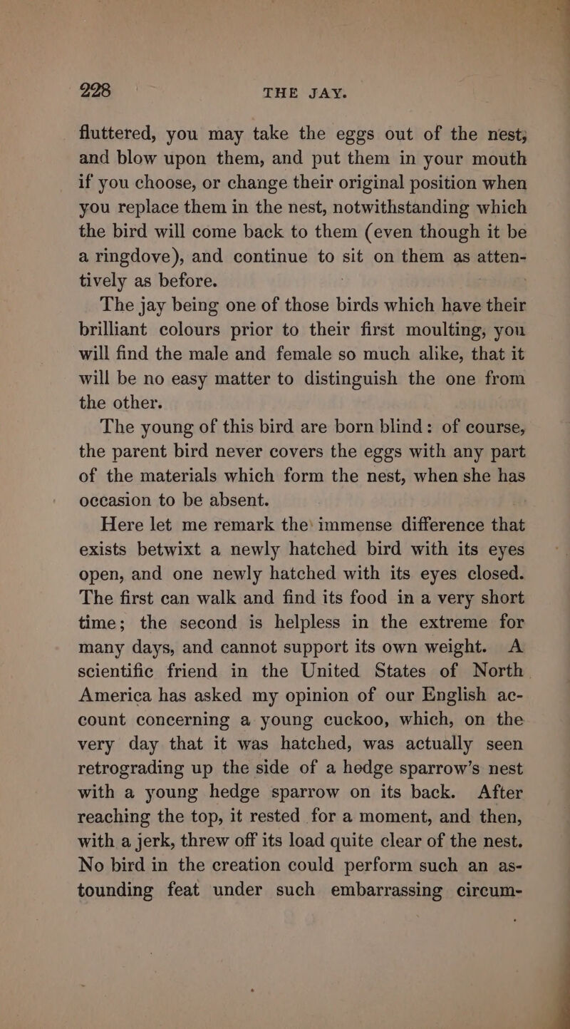 fluttered, you may take the eggs out of the nest; and blow upon them, and put them in your mouth if you choose, or change their original position when you replace them in the nest, notwithstanding which the bird will come back to them (even though it be a ringdove), and continue to sit on them as atten- tively as before. The jay being one of those birds which have their brilliant colours prior to their first moulting, you will find the male and female so much alike, that it will be no easy matter to distinguish the one from the other. The young of this bird are born blind: of course, the parent bird never covers the eggs with any part of the materials which form the nest, when she has occasion to be absent. Here let me remark the: immense difference that exists betwixt a newly hatched bird with its eyes open, and one newly hatched with its eyes closed. The first can walk and find its food in a very short time; the second is helpless in the extreme for many days, and cannot support its own weight. A America has asked my opinion of our English ac- count concerning a young cuckoo, which, on the very day that it was hatched, was actually seen retrograding up the side of a hedge sparrow’s nest with a young hedge sparrow on its back. After reaching the top, it rested for a moment, and then, with a jerk, threw off its load quite clear of the nest. No bird in the creation could perform such an as- tounding feat under such embarrassing circum-