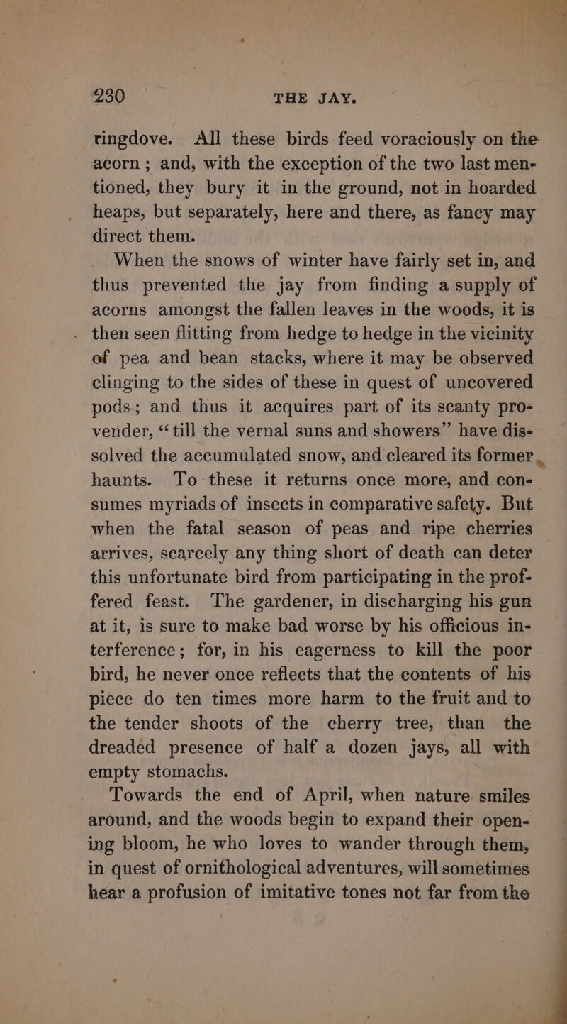 tingdove. All these birds feed voraciously on the acorn ; and, with the exception of the two last men- tioned, they bury it in the ground, not in hoarded heaps, but separately, here and there, as fancy may direct them. When the snows of winter have fairly set in, and thus prevented the jay from finding a supply of acorns amongst the fallen leaves in the woods, it is then seen flitting from hedge to hedge in the vicinity of pea and bean stacks, where it may be observed clinging to the sides of these in quest of uncovered pods.; and thus it acquires part of its scanty pro-. vender, “till the vernal suns and showers” have dis- solved the accumulated snow, and cleared its former . haunts. To these it returns once more, and con- sumes myriads of insects in comparative safety. But when the fatal season of peas and ripe cherries arrives, scarcely any thing short of death can deter — this unfortunate bird from participating in the prof- fered feast. The gardener, in discharging his gun at it, is sure to make bad worse by his officious in- terference; for, in his eagerness to kill the poor bird, he never once reflects that the contents of his piece do ten times more harm to the fruit and to the tender shoots of the cherry tree, than the dreaded presence of half a dozen jays, all with empty stomachs. Towards the end of April, when nature. smiles around, and the woods begin to expand their open- ing bloom, he who loves to wander through them, in quest of ornithological adventures, will sometimes hear a profusion of imitative tones not far from the