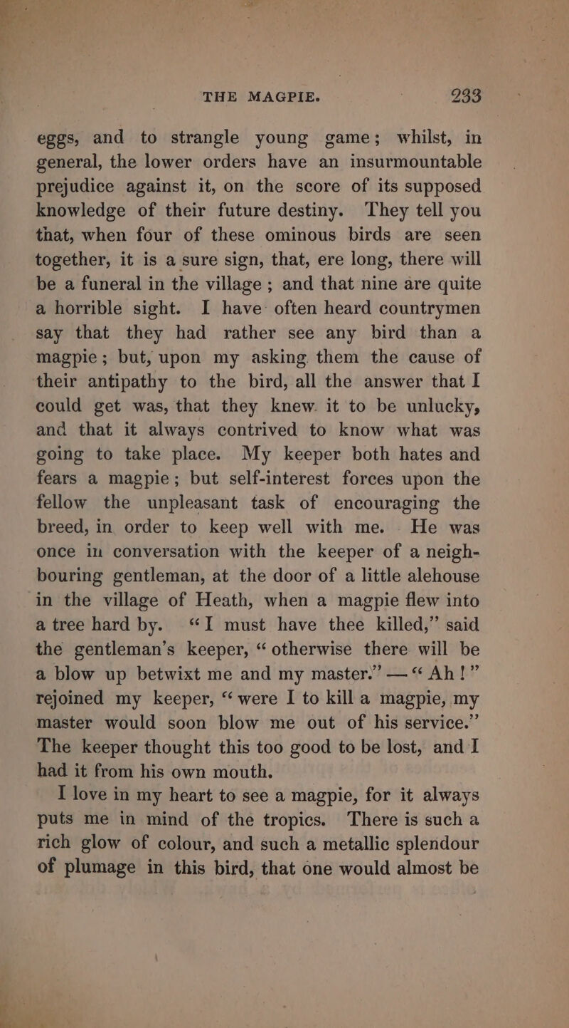 eggs, and to strangle young game; whilst, in general, the lower orders have an insurmountable prejudice against it, on the score of its supposed knowledge of their future destiny. They tell you that, when four of these ominous birds are seen together, it is a sure sign, that, ere long, there will be a funeral in the village ; and that nine are quite a horrible sight. I have often heard countrymen say that they had rather see any bird than a magpie; but, upon my asking them the cause of their antipathy to the bird, all the answer that I could get was, that they knew. it to be unlucky, and that it always contrived to know what was going to take place. My keeper both hates and fears a magpie; but self-interest forces upon the fellow the unpleasant task of encouraging the breed, in order to keep well with me. He was once in conversation with the keeper of a neigh- bouring gentleman, at the door of a little alehouse in the village of Heath, when a magpie flew into atree hard by. ‘I must have thee killed,” said the gentleman’s keeper, “otherwise there will be a blow up betwixt me and my master.” —“ Ah!” rejoined my keeper, “were I to kill a magpie, my master would soon blow me out of his service.” The keeper thought this too good to be lost, and I had it from his own mouth. I love in my heart to see a magpie, for it always puts me in mind of the tropics. There is such a rich glow of colour, and such a metallic splendour of plumage in this bird, that one would almost be