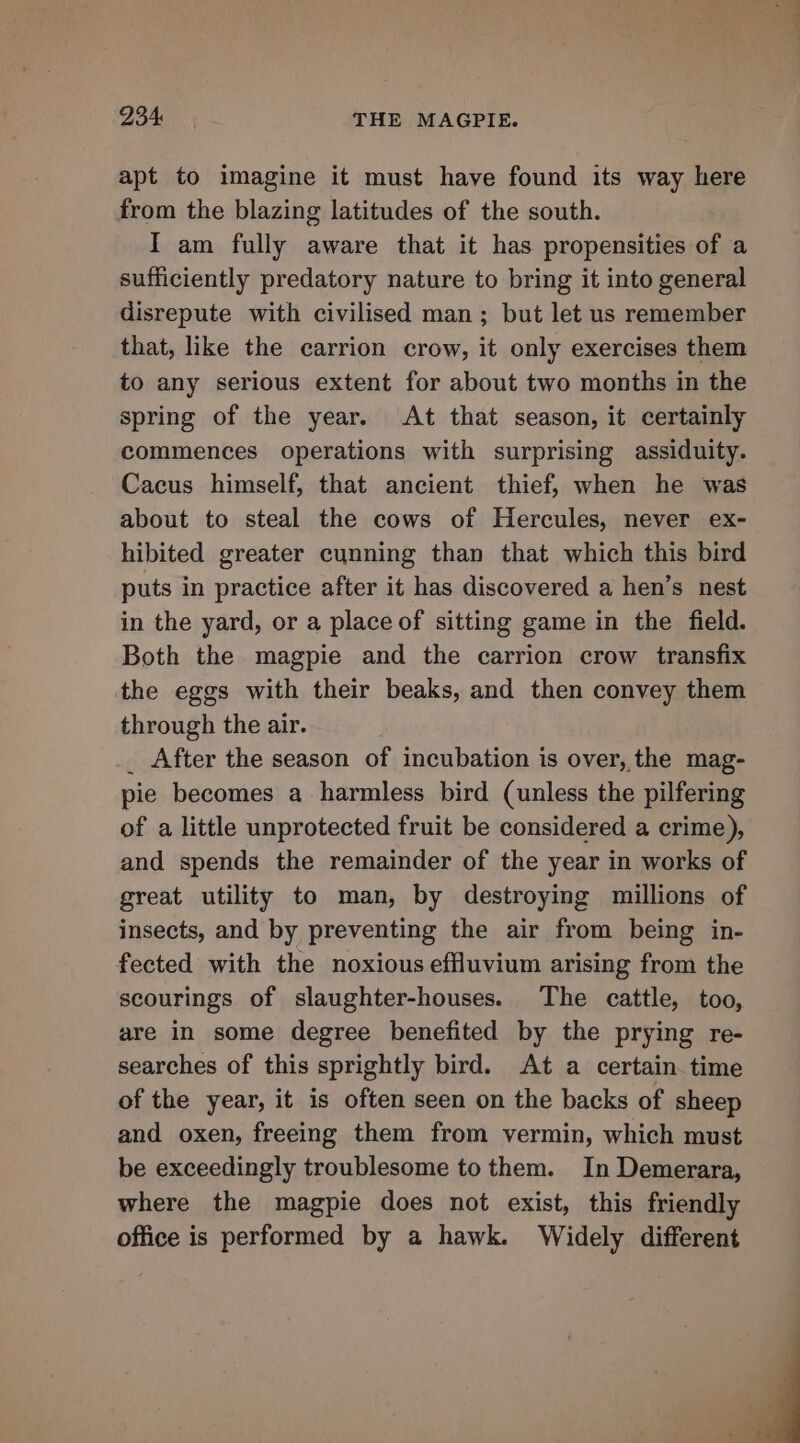 apt to imagine it must have found its way here from the blazing latitudes of the south. I am fully aware that it has propensities of a sufficiently predatory nature to bring it into general disrepute with civilised man; but let us remember that, like the carrion crow, it only exercises them to any serious extent for about two months in the spring of the year. At that season, it certainly commences operations with surprising assiduity. Cacus himself, that ancient thief, when he was about to steal the cows of Hercules, never ex- hibited greater cunning than that which this bird puts in practice after it has discovered a hen’s nest in the yard, or a place of sitting game in the field. Both the magpie and the carrion crow transfix the eggs with their beaks, and then convey them through the air. _ After the season of incubation is over, the mag- pie becomes a harmless bird (unless the pilfering of a little unprotected fruit be considered a crime), and spends the remainder of the year in works of great utility to man, by destroying millions of insects, and by preventing the air from being in- fected with the noxious effluvium arising from the scourings of slaughter-houses. The cattle, too, are in some degree benefited by the prying re- searches of this sprightly bird. At a certain time of the year, it is often seen on the backs of sheep and oxen, freeing them from vermin, which must be exceedingly troublesome to them. In Demerara, where the magpie does not exist, this friendly office is performed by a hawk. Widely different