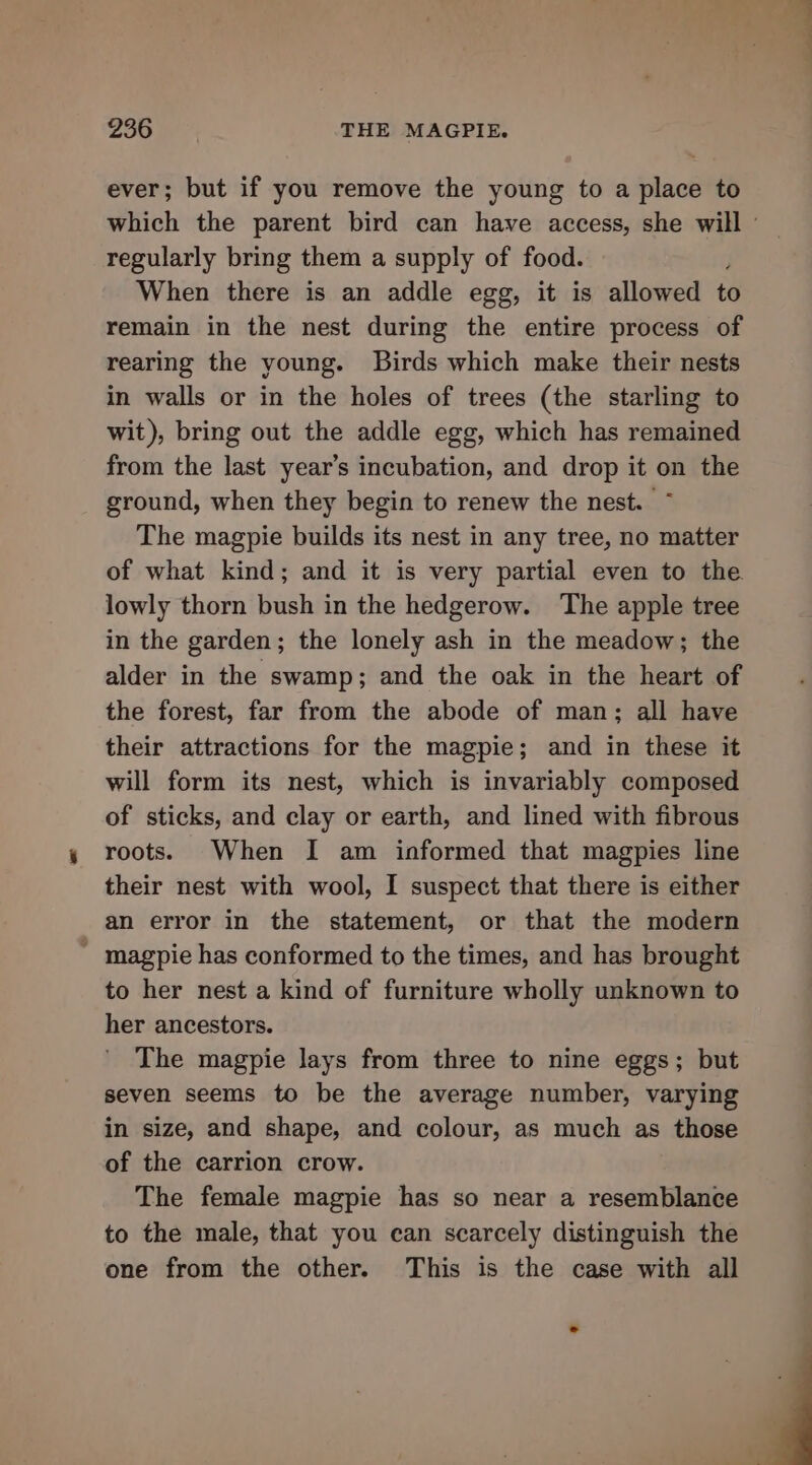 ever; but if you remove the young to a place to which the parent bird can have access, she will regularly bring them a supply of food. When there is an addle egg, it is allowed to remain in the nest during the entire process of rearing the young. Birds which make their nests in walls or in the holes of trees (the starling to wit), bring out the addle egg, which has remained from the last year’s incubation, and drop it on the ground, when they begin to renew the nest. ~ The magpie builds its nest in any tree, no matter of what kind; and it is very partial even to the lowly thorn bush in the hedgerow. ‘The apple tree in the garden; the lonely ash in the meadow; the alder in the swamp; and the oak in the heart of the forest, far from the abode of man; all have their attractions for the magpie; and in these it will form its nest, which is invariably composed of sticks, and clay or earth, and lined with fibrous roots. When I am informed that magpies line their nest with wool, I suspect that there is either an error in the statement, or that the modern _ magpie has conformed to the times, and has brought to her nest a kind of furniture wholly unknown to her ancestors. The magpie lays from three to nine eggs; but seven seems to be the average number, varying in size, and shape, and colour, as much as those of the carrion crow. The female magpie has so near a resemblance to the male, that you can scarcely distinguish the one from the other. This is the case with all