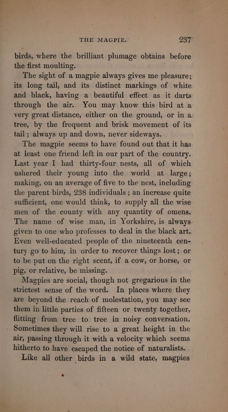 birds, where the brilliant plumage obtains before the first moulting. The sight of a magpie always gives me pleasure; its long tail, and its distinct markings of white and black, having a beautiful effect as it darts through the air.. You may know this bird at a very great distance, either on the ground, or in a tree, by the frequent and brisk movement of its tail; always up and down, never sideways. The magpie seems to have found out that it has at least one friend left in our part of the country. Last year I had thirty-four nests, all of which ushered their young into the world at large; making, on an average of five to the nest, including the parent birds, 238 individuals ; an increase quite ‘sufficient, one would think, to supply all the wise men of the county with any quantity of omens. The name of wise man, in Yorkshire, is always given to one who professes to deal in the black art. Even well-educated people of the nineteenth cen- tury go to him, in order to recover things lost; or to be put on the right scent, if a cow, or horse, or pig, or relative, be missing. Magpies are social, though not gregarious in the strictest sense of the word. In places where they are beyond the reach of molestation, you may see them in little parties of fifteen or twenty together, flitting from tree to tree in noisy conversation. Sometimes they will rise to a great height in the air, passing through it with a velocity which seems hitherto to have escaped the notice of naturalists. _ Like all other birds in a wild state, magpies