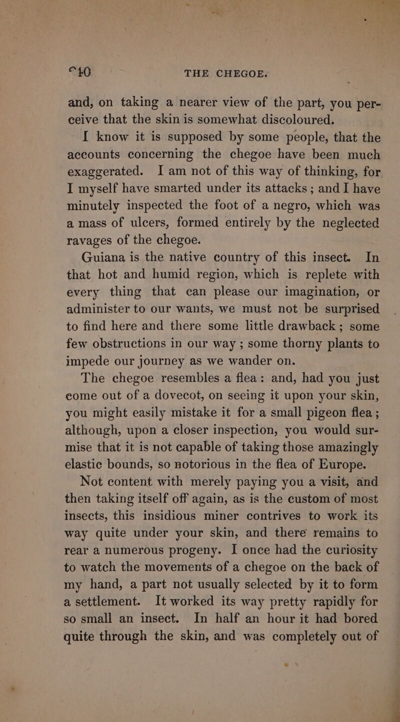 “40 THE CHEGOE. and, on taking a nearer view of the part, you per- ceive that the skin is somewhat discoloured. I know it is supposed by some people, that the accounts concerning the chegoe have been much exaggerated. I am not of this way of thinking, for I myself have smarted under its attacks ; and I have minutely inspected the foot of a negro, which was a mass of ulcers, formed entirely by the neglected ravages of the chegoe. Guiana is the native country of this insect. In that hot and humid region, which is replete with every thing that can please our imagination, or administer to our wants, we must not be surprised to find here and there some little drawback ; some few obstructions in our way ; some thorny plants to impede our journey as we wander on. The chegoe resembles a flea: and, had you just eome out of a dovecot, on seeing it upon your skin, you might easily mistake it for a small pigeon flea ; although, upon a closer inspection, you would sur- mise that it is not capable of taking those amazingly elastic bounds, so notorious in the flea of Europe. Not content with merely paying you a visit, and then taking itself off again, as is the custom of most insects, this insidious miner contrives to work its way quite under your skin, and there remains to rear a numerous progeny. I once had the curiosity to watch the movements of a chegoe on the back of my hand, a part not usually selected by it to form a settlement. It worked its way pretty rapidly for so small an insect. In half an hour it had bored quite through the skin, and was completely out of