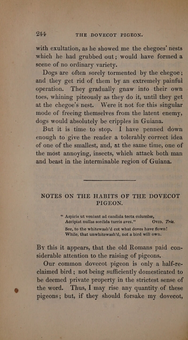 with exultation, as he showed me the chegoes’ nests which he had grubbed out; would have formed a scene of no ordinary variety. Dogs are often sorely tormented by the chegoe; and they get rid of them by an extremely painful operation. They gradually gnaw into their own toes, whining piteously as they do it, until they get at the chegoe’s nest. Were it not for this singular mode of freeing themselves from the latent enemy, dogs would absolutely be cripples in Guiana. But it is time to stop. I have penned down enough to give the reader a tolerably correct idea of one of the smallest, and, at the same time, one of the most annoying, insects, which attack both man and beast in the interminable region of Guiana. NOTES ON THE HABITS OF THE DOVECOT PIGEON. ** Aspicis ut veniant ad candida tecta columbe, Accipiat nullas sordida turris aves.” Ovi. Tris. See, to the whitewash’d cot what doves have flown! While, that unwhitewash’d, not a bird will own. By this it appears, that the old Romans paid con- siderable attention to the raising of pigeons. Our common dovecot pigeon is only a half-re- claimed bird ; not being sufficiently domesticated to be deemed private property in the strictest sense of the word. Thus, I may rise any quantity of these pigeons; but, if they should forsake my dovecot,