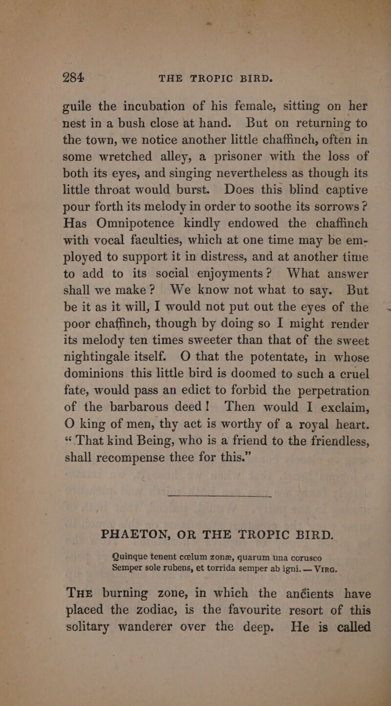 guile the incubation of his female, sitting on her nest in a bush close at hand. But on returning to the town, we notice another little chaffinch, often in some wretched alley, a prisoner with the loss of both its eyes, and singing nevertheless as though its little throat would burst. Does this blind captive pour forth its melody in order to soothe its sorrows ? Has Omnipotence kindly endowed the chaffinch with vocal faculties, which at one time may be em- ployed to support it in distress, and at another time to add to its social enjoyments? What answer shall we make? We know not what to say. But be it as it will, I would not put out the eyes of the poor chaffinch, though by doing so I might render its melody ten times sweeter than that of the sweet nightingale itself. O that the potentate, in whose dominions this little bird is doomed to such a cruel fate, would pass an edict to forbid the perpetration of the barbarous deed! Then would I exclaim, O king of men, thy act is worthy of a royal heart. “ That kind Being, who is a friend to the friendless, shall recompense thee for this.” PHAETON, OR THE TROPIC BIRD. Quinque tenent celum zone, quarum una corusco Semper sole rubens, et torrida semper ab igni. — Vira. THE burning zone, in which the anéients have placed the zodiac, is the favourite resort of this solitary wanderer over the deep. He is called