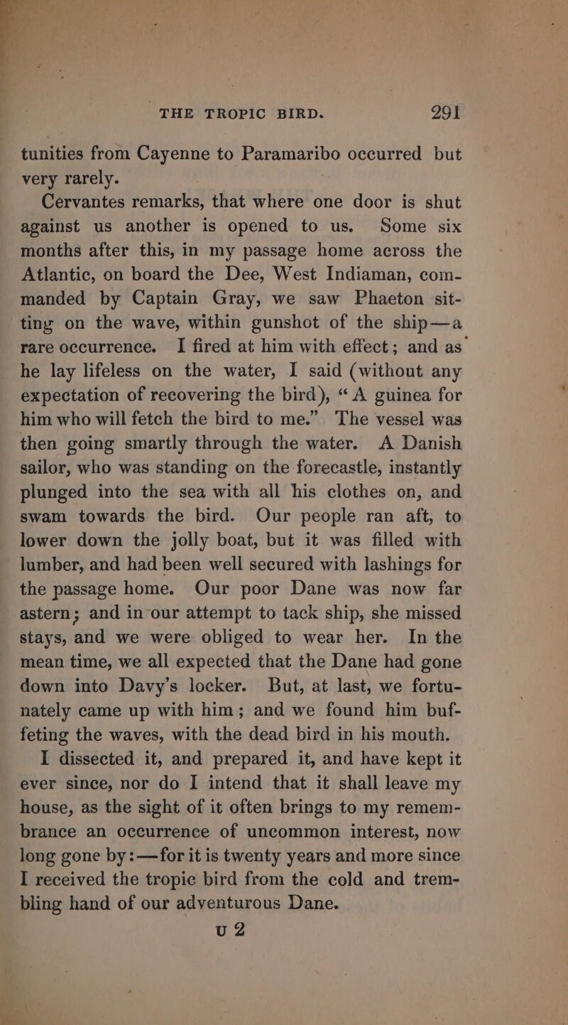 oo tunities from Cayenne to Paramaribo occurred but very rarely. Cervantes remarks, that where one door is shut against us another is opened to us. Some six months after this, in my passage home across the Atlantic, on board the Dee, West Indiaman, com- manded by Captain Gray, we saw Phaeton sit- ting on the wave, within gunshot of the ship—a rare occurrence. I fired at him with effect; and as’ he lay lifeless on the water, I said (without any expectation of recovering the bird), “ A guinea for him who will fetch the bird to me.” The vessel was then going smartly through the water. A Danish sailor, who was standing on the forecastle, instantly plunged into the sea with all his clothes on, and swam towards the bird. Our people ran aft, to lower down the jolly boat, but it was filled with lumber, and had been well secured with lashings for the passage home. Our poor Dane was now far astern; and in our attempt to tack ship, she missed stays, and we were obliged to wear her. In the mean time, we all expected that the Dane had gone down into Davy’s locker. But, at last, we fortu- nately came up with him; and we found him buf- feting the waves, with the dead bird in his mouth. I dissected it, and prepared it, and have kept it ever since, nor do I intend that it shall leave my house, as the sight of it often brings to my remem- brance an occurrence of uncommon interest, now long gone by: —for it is twenty years and more since I received the tropic bird from the cold and trem- bling hand of our adventurous Dane. U2