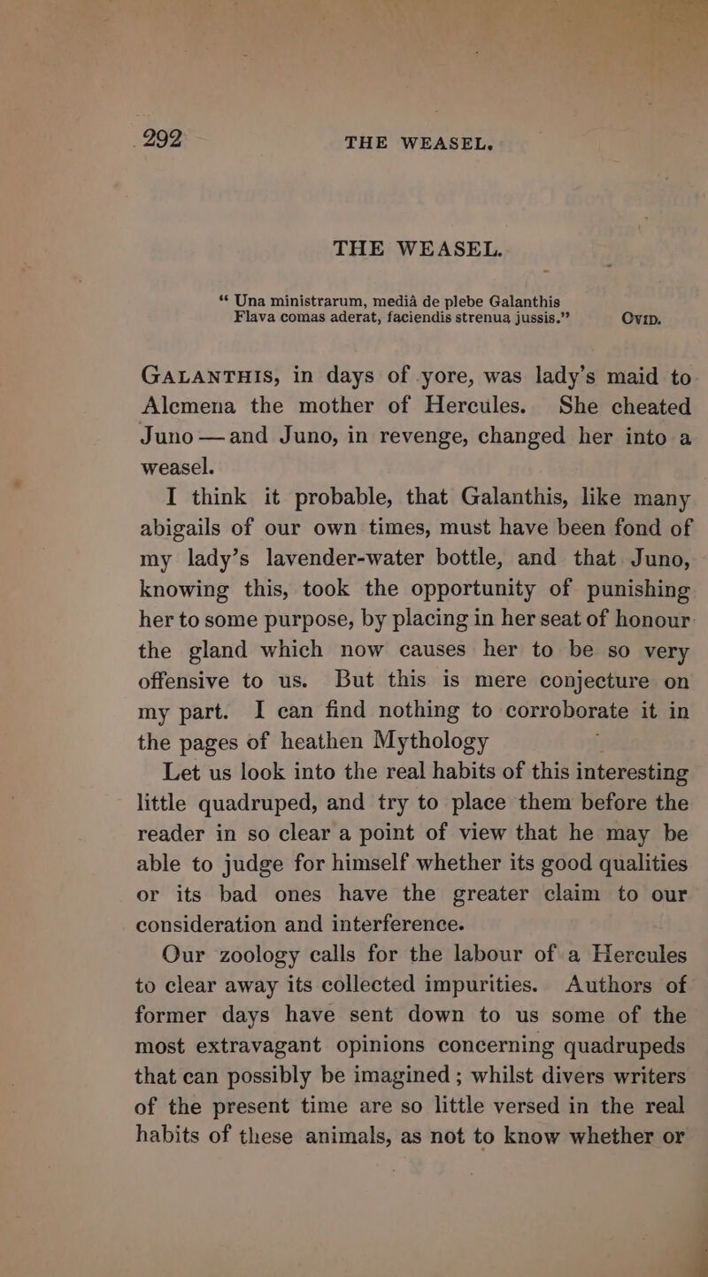 THE WEASEL. ** Una ministrarum, media de plebe Galanthis Flava comas aderat, faciendis strenua jussis.” Ovip. GALANTHIS, in days of yore, was lady’s maid to Alemena the mother of Hercules. She cheated Juno —and Juno, in revenge, changed her into a weasel. I think it probable, that Galanthis, like many abigails of our own times, must have been fond of my lady’s lavender-water bottle, and that Juno, knowing this, took the opportunity of punishing her to some purpose, by placing in her seat of honour: the gland which now causes her to be so very offensive to us. But this is mere conjecture on my part. I can find nothing to corroborate it in the pages of heathen Mythology Let us look into the real habits of this interesting little quadruped, and try to place them before the reader in so clear a point of view that he may be able to judge for himself whether its good qualities or its bad ones have the greater claim to our consideration and interference. Our zoology calls for the labour of a Hercules to clear away its collected impurities. Authors of former days have sent down to us some of the most extravagant opinions concerning quadrupeds that can possibly be imagined ; whilst divers writers of the present time are so little versed in the real habits of these animals, as not to know whether or