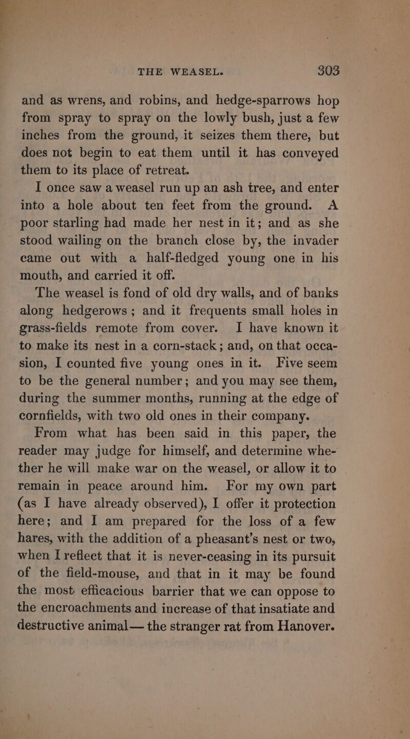 and as wrens, and robins, and hedge-sparrows hop from spray to spray on the lowly bush, just a few inches from the ground, it seizes them there, but does not begin to eat them until it has conveyed them to its place of retreat. I once saw a weasel run up an ash tree, and enter into a hole about ten feet from the ground. A poor starling had made her nest in it; and as she stood wailing on the branch close by, the invader came out with a half-fledged young one in his mouth, and carried it off. The weasel is fond of old dry walls, and of banks along hedgerows; and it frequents small holes in grass-fields remote from cover. I have known it to make its nest in a corn-stack; and, on that occa- sion, I counted five young ones in it. Five seem to be the general number; and you may see them, during the summer months, running at the edge of cornfields, with two old ones in their company. From what has been said in this paper, the reader may judge for himself, and determine whe- ther he will make war on the weasel, or allow it to ~ remain in peace around him. For my own part (as I have already observed), I offer it protection here; and I am prepared for the loss of a few hares, with the addition of a pheasant’s nest or two, when I reflect that it is never-ceasing in its pursuit of the field-mouse, and that in it may be found the most efficacious barrier that we can oppose to the encroachments and increase of that insatiate and destructive animal— the stranger rat from Hanover.