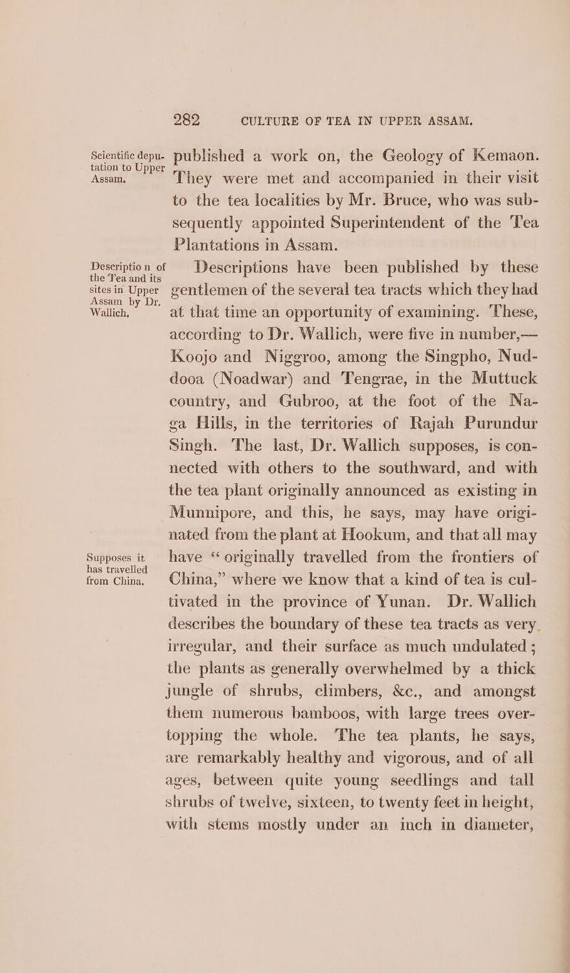Solna published a work on, the Geology of KKemaon. Assam. They were met and accompanied in their visit to the tea localities by Mr. Bruce, who was sub- sequently appointed Superintendent of the ‘Tea Plantations in Assam. rhe a Descriptions have been published by these qOee ues gentlemen of the several tea tracts which they had Wallich, at that time an opportunity of examining. These, according to Dr. Wallich, were five in number,— Koojo and Niggroo, among the Singpho, Nud- dooa (Noadwar) and Tengrae, in the Muttuck country, and Gubroo, at the foot of the Na- ga Hills, in the territories of Rajah Purundur Singh. The last, Dr. Wallich supposes, is con- nected with others to the southward, and with the tea plant originally announced as existing in Munnipore, and this, he says, may have origi- nated from the plant at Hookum, and that all may oe have “originally travelled from the frontiers of from Chinn, China,” where we know that a kind of tea is cul- tivated in the province of Yunan. Dr. Wallich describes the boundary of these tea tracts as very. irregular, and their surface as much undulated ; the plants as generally overwhelmed by a thick jungle of shrubs, climbers, &amp;c., and amongst them numerous bamboos, with large trees over- topping the whole. The tea plants, he says, are remarkably healthy and vigorous, and of all ages, between quite young seedlings and _ tall shrubs of twelve, sixteen, to twenty feet in height, with stems mostly under an imch in diameter,